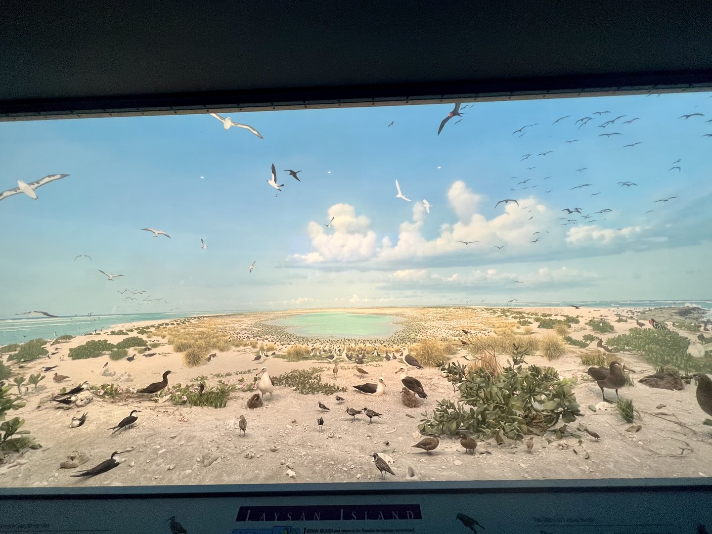 Northwest Hawaiian Islands Diorama