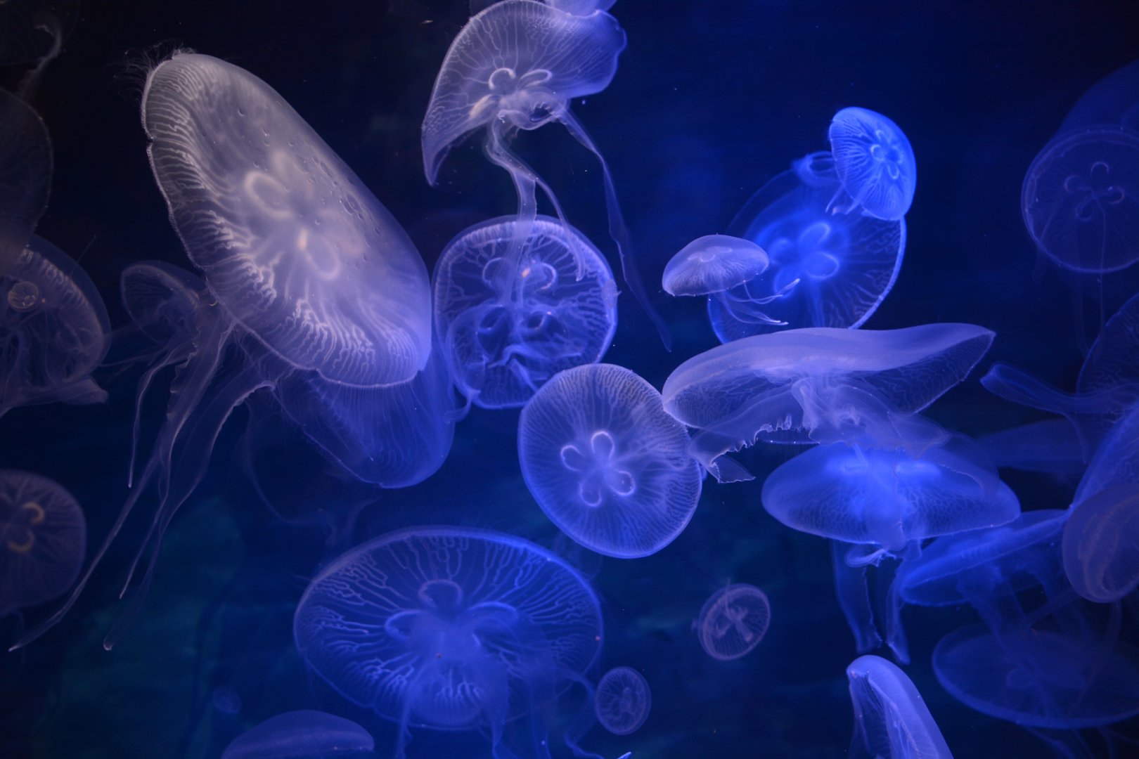 Northwest Pacific moon jellyfish (Aurelia coerulea)
