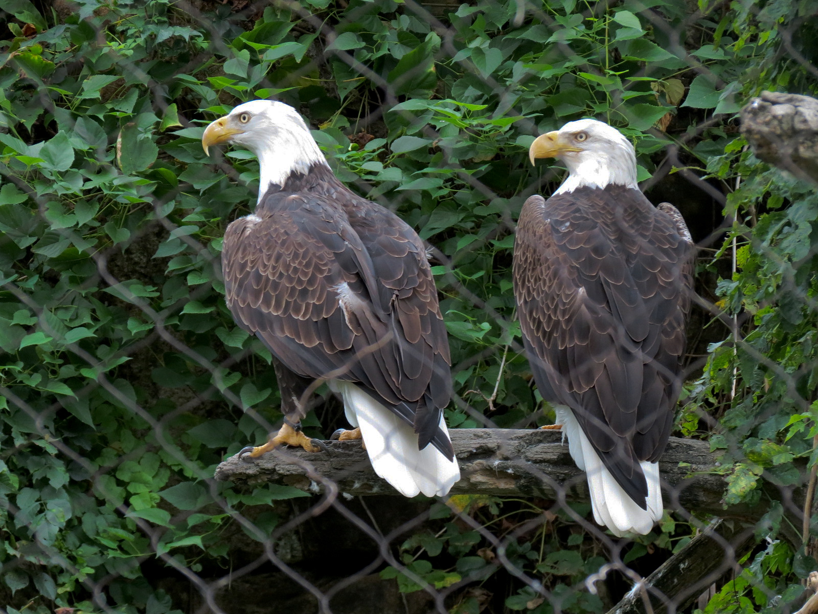 Northwest Passage - Bald Eagle and Raven Exhibit