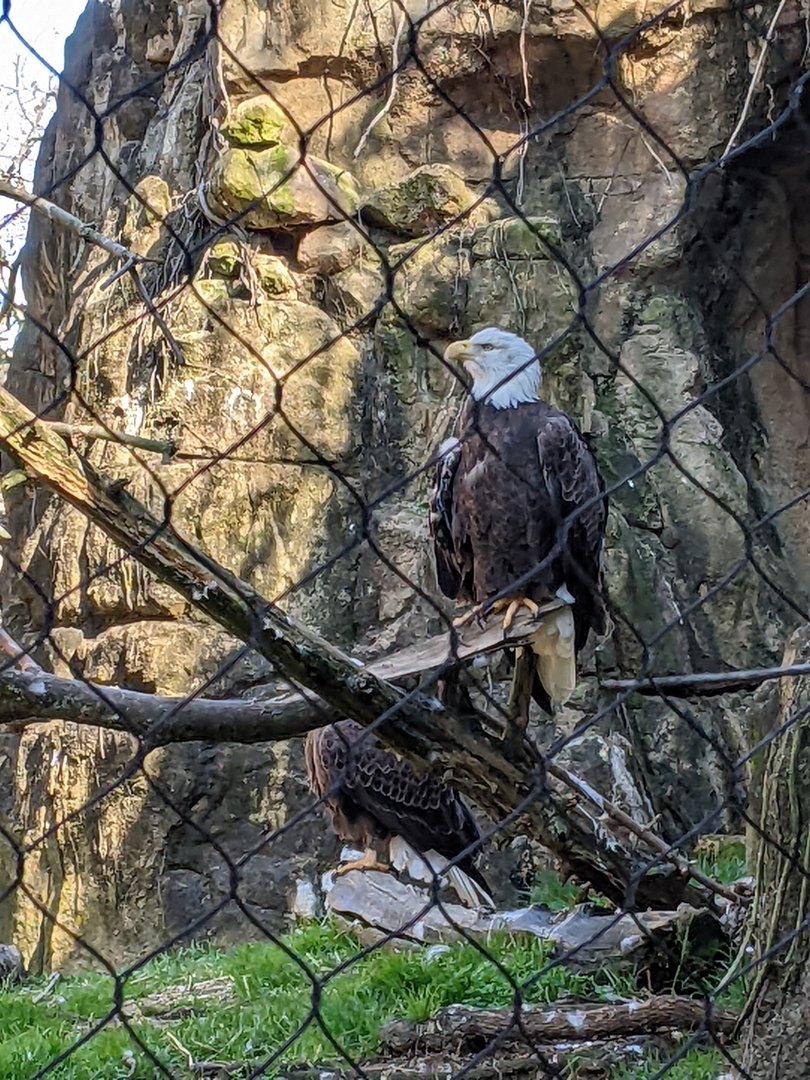 Northwest Passage - Bald Eagle