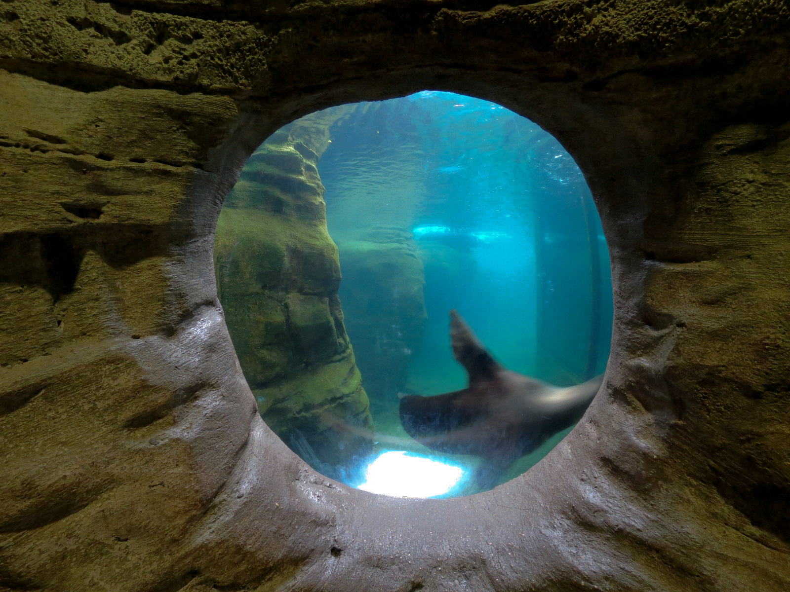 Northwest Passage - California Sea Lion Exhibit - Underwater Viewing