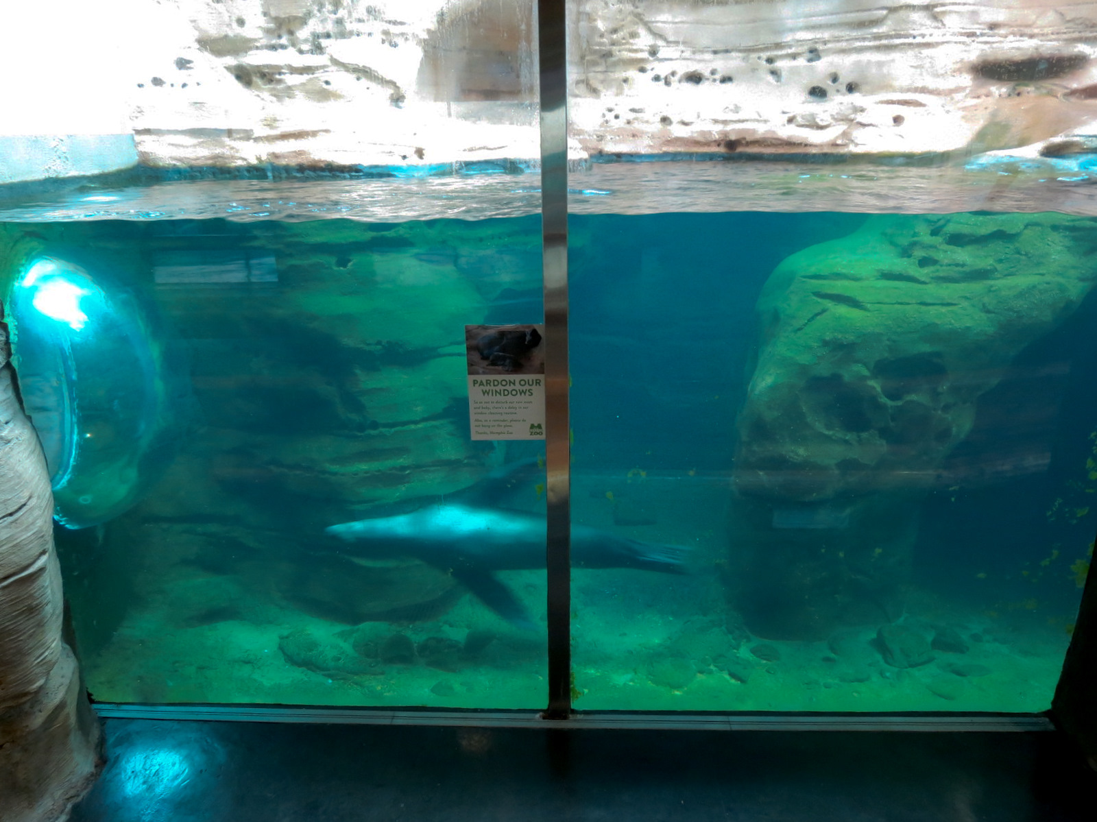 Northwest Passage - California Sea Lion Exhibit - Underwater Viewing