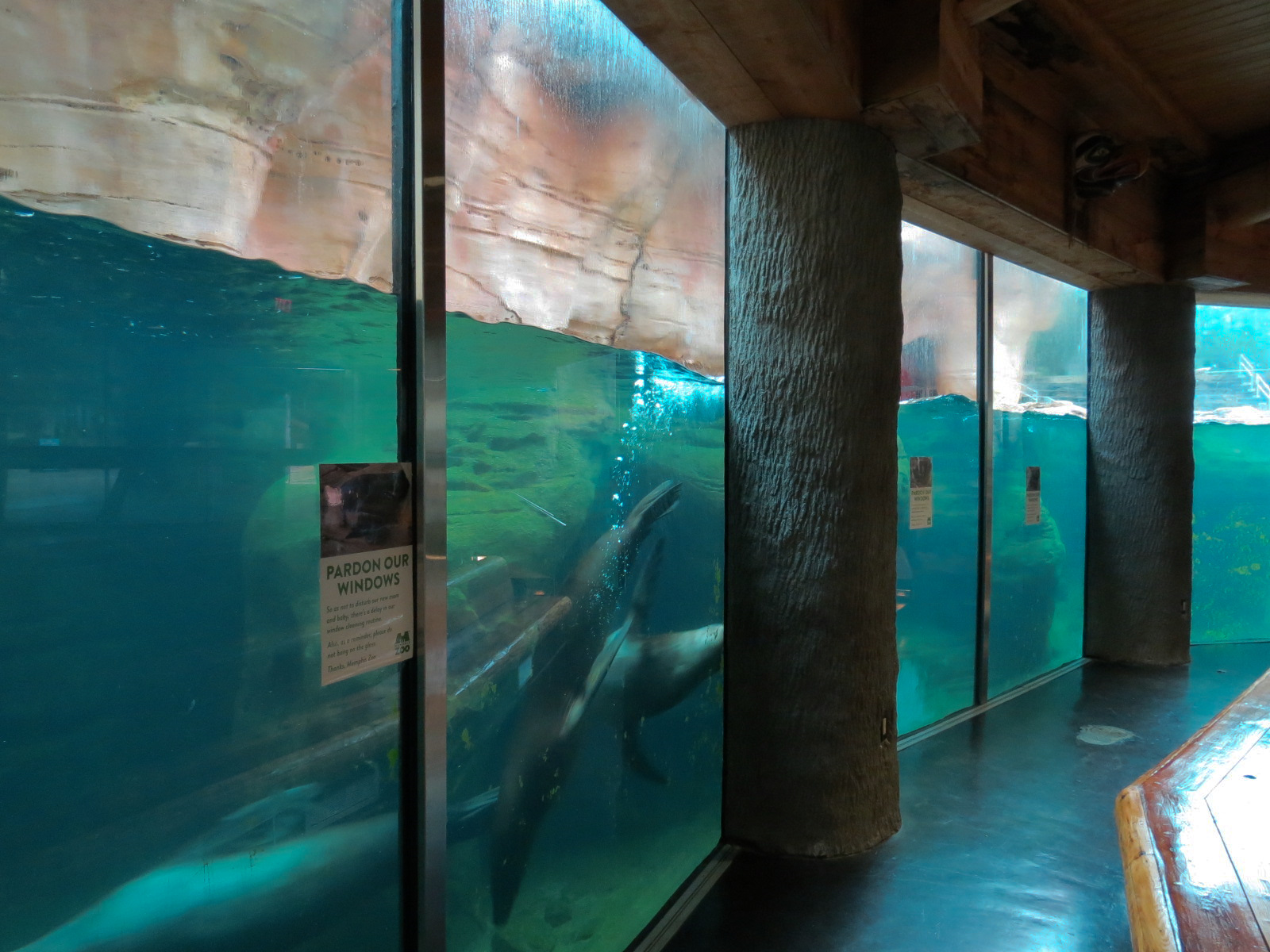 Northwest Passage - California Sea Lion Exhibit - Underwater Viewing