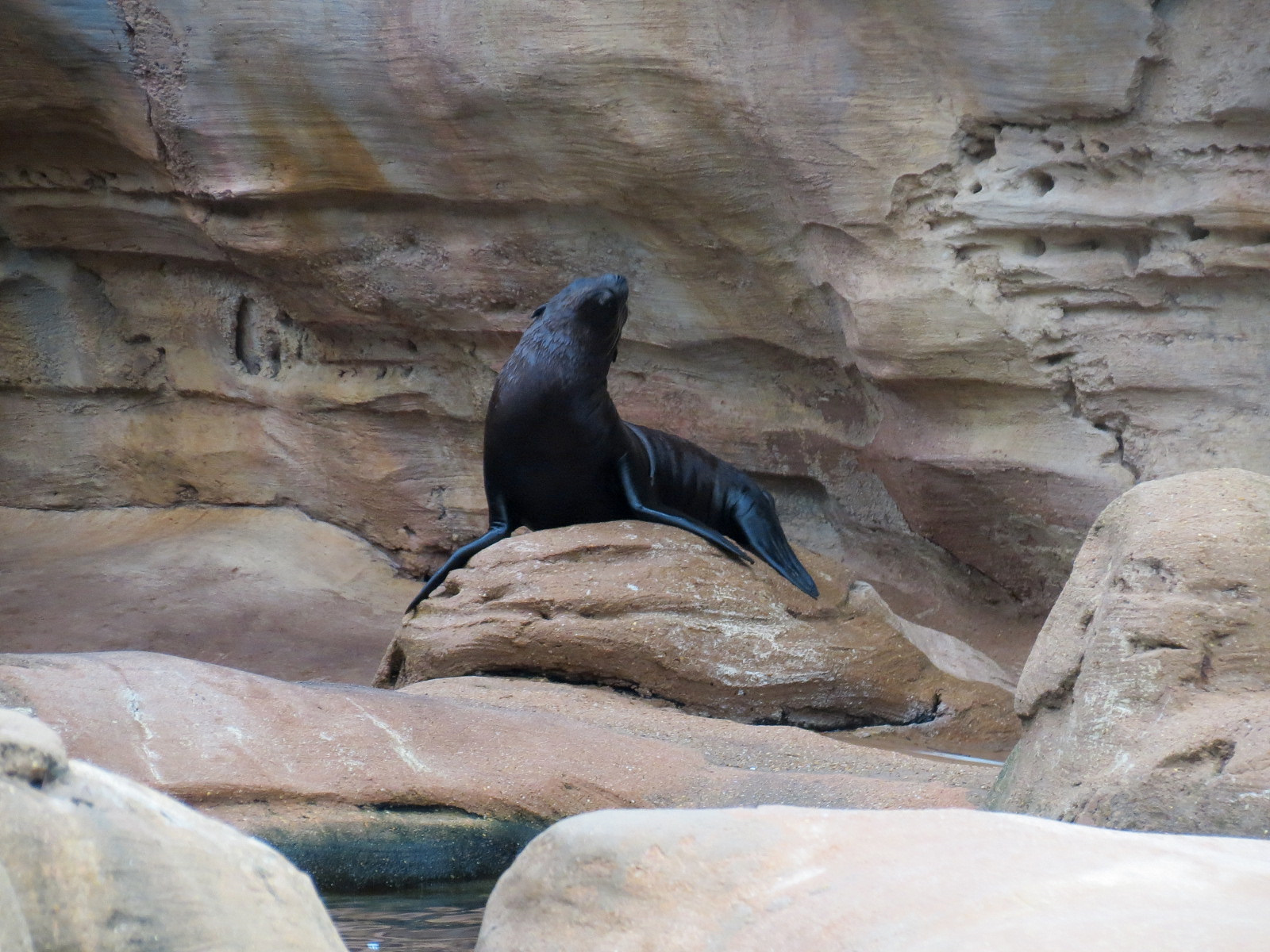 Northwest Passage - California Sea Lion Exhibit