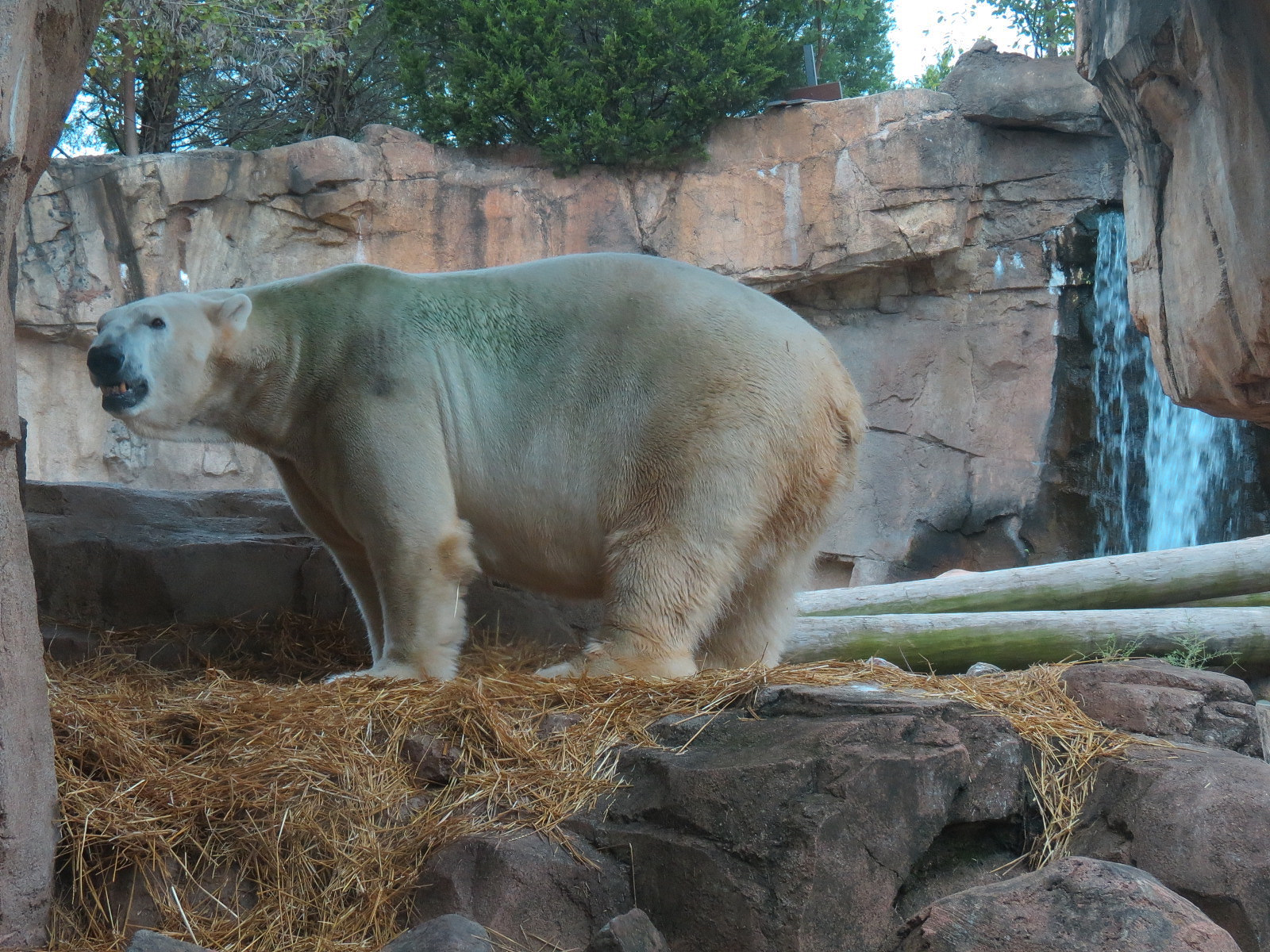 Northwest Passage - Polar Bear Exhibit