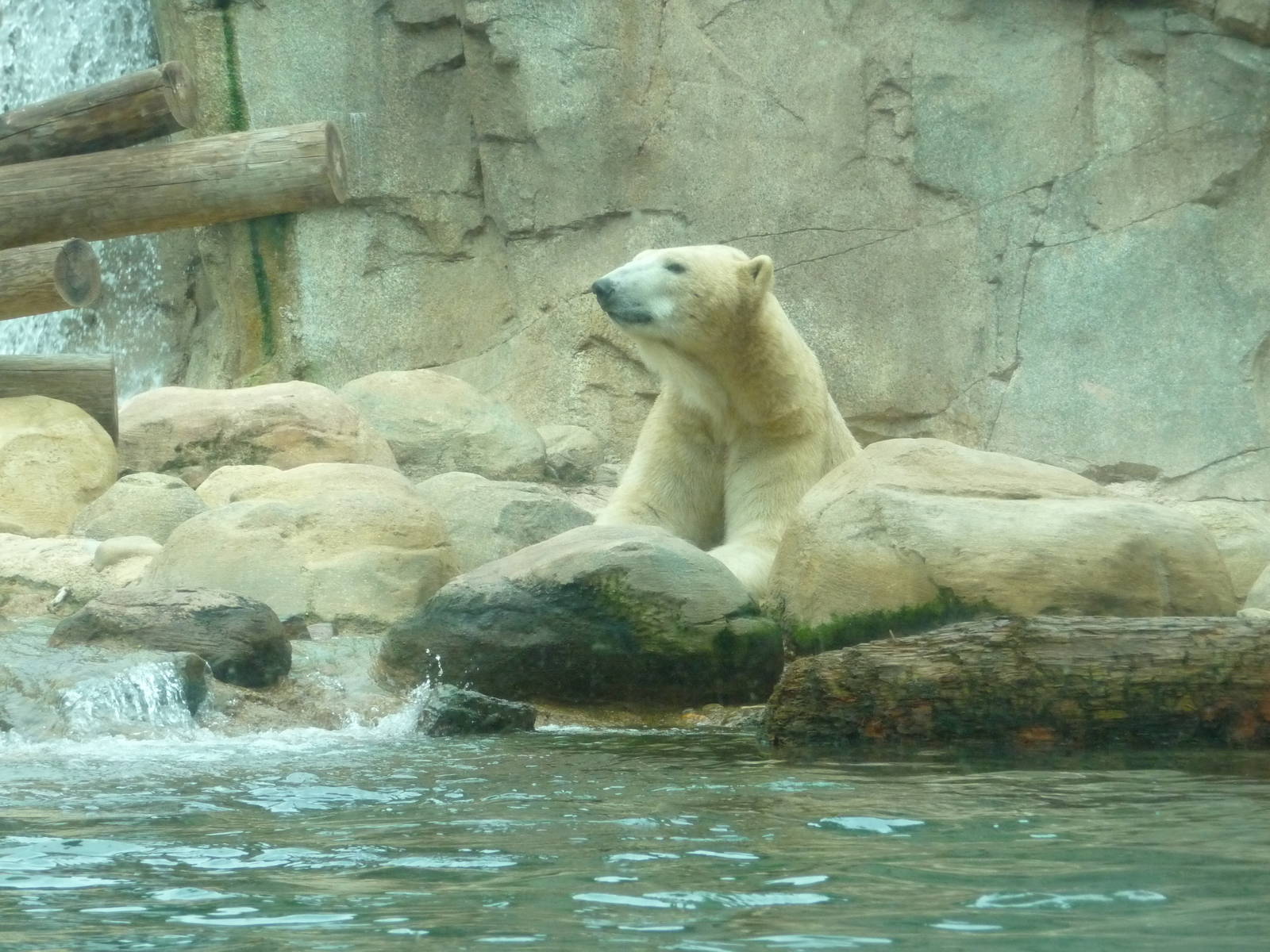 Northwest Passage - Polar Bear