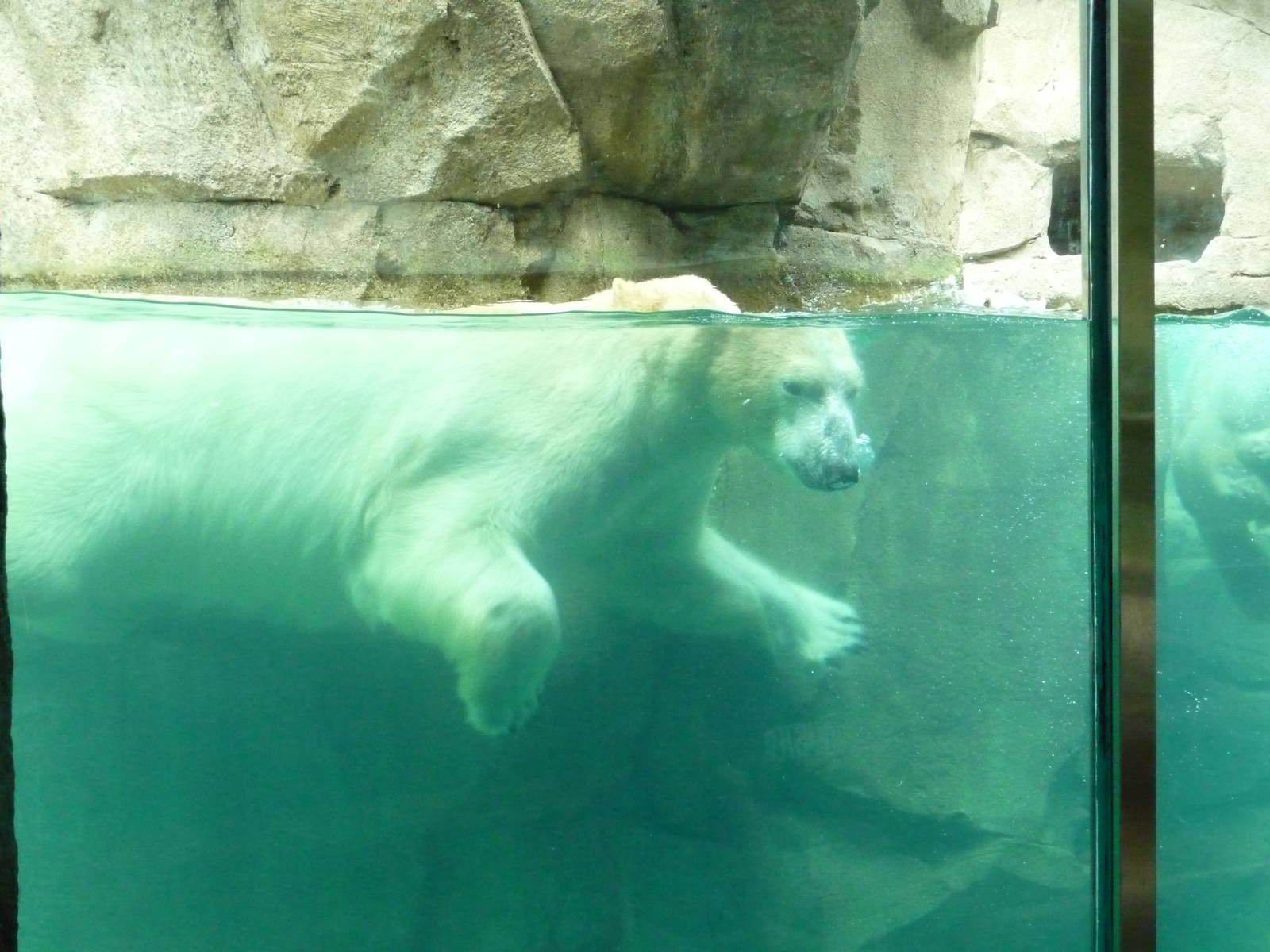 Northwest Passage - Polar Bear