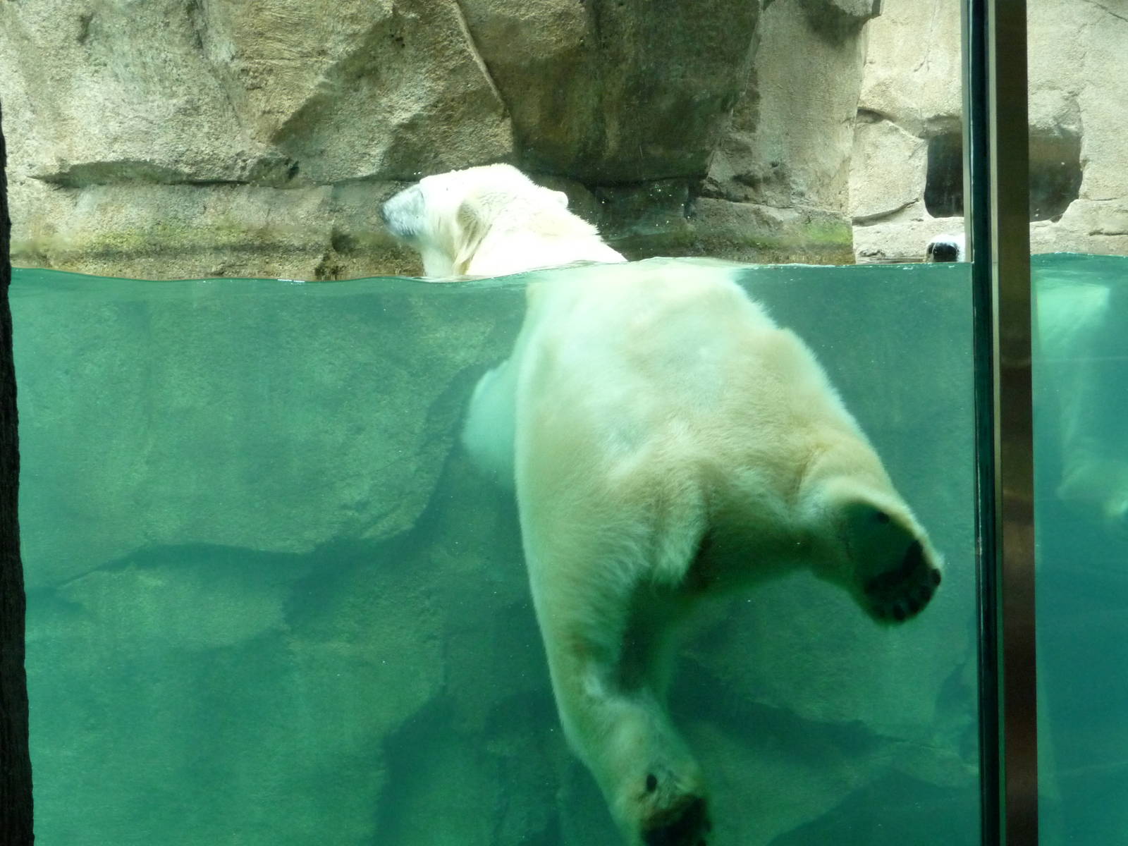Northwest Passage - Polar Bear
