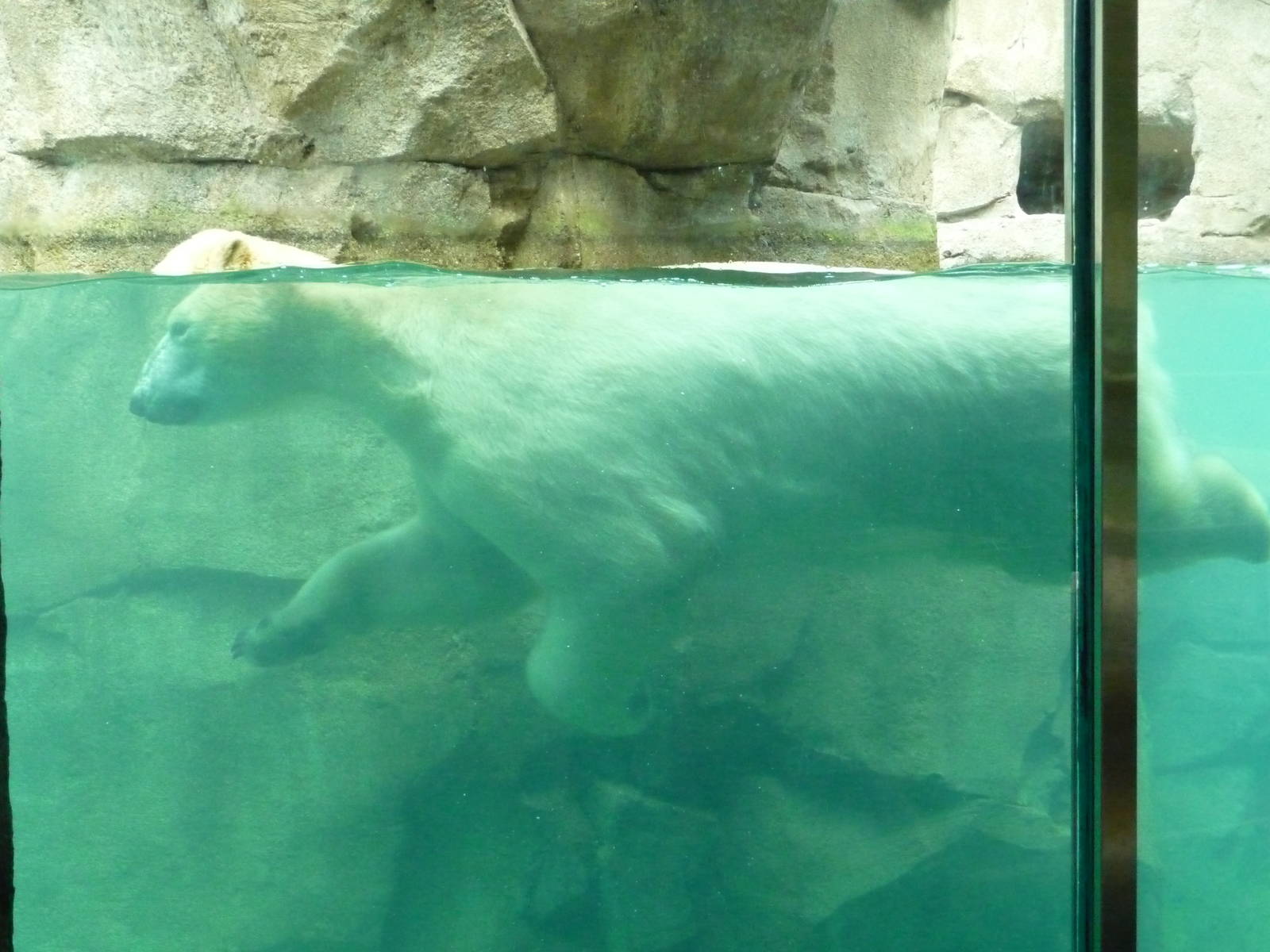 Northwest Passage - Polar Bear