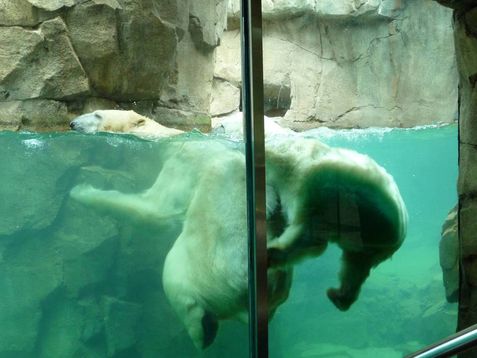 Northwest Passage - Polar Bears