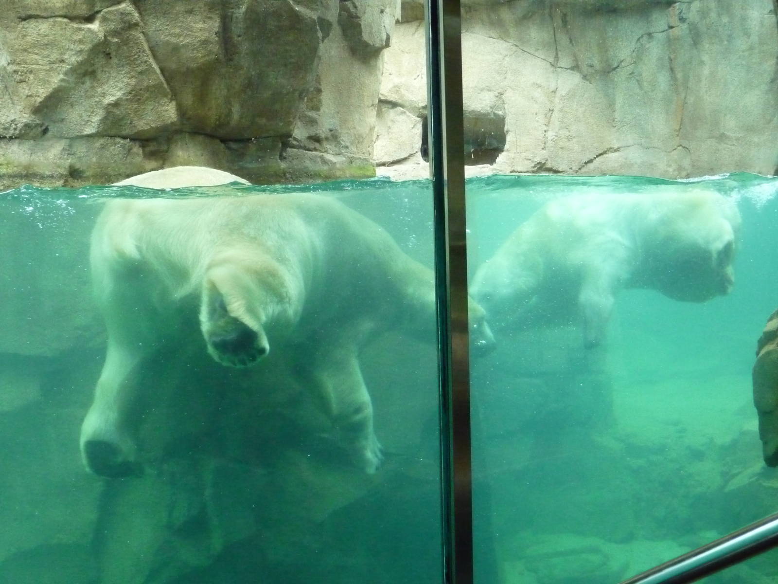 Northwest Passage - Polar Bears