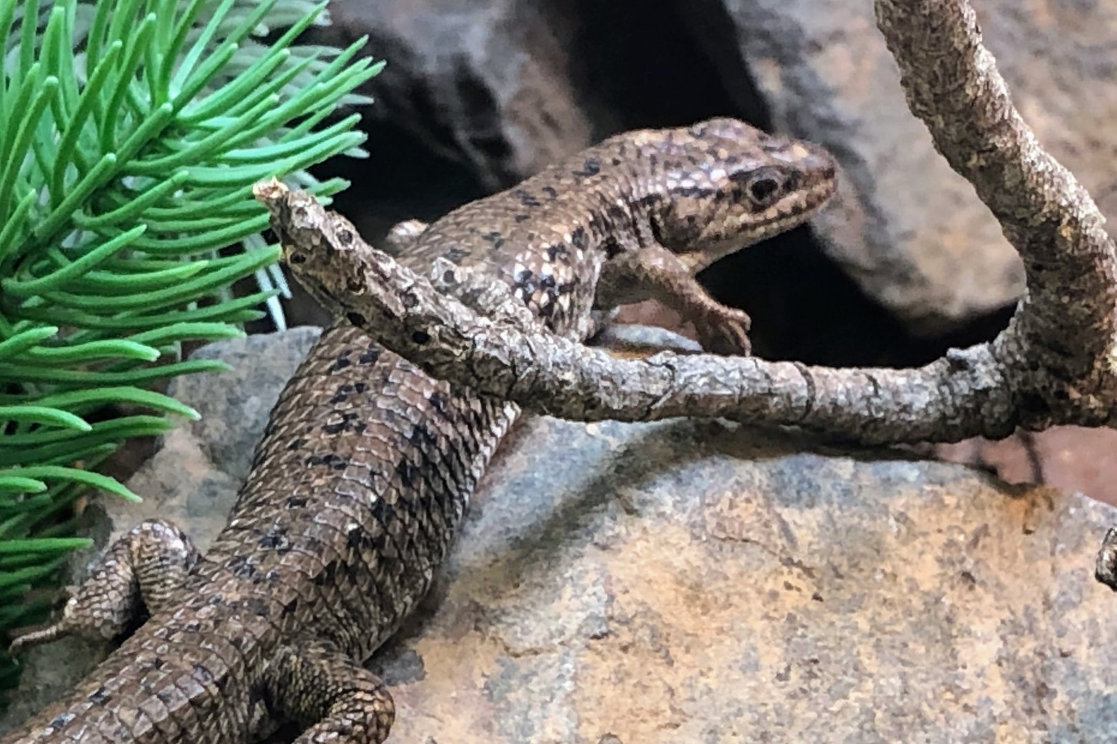 Northwestern Alligator Lizard (Elgaria coerulea principis)