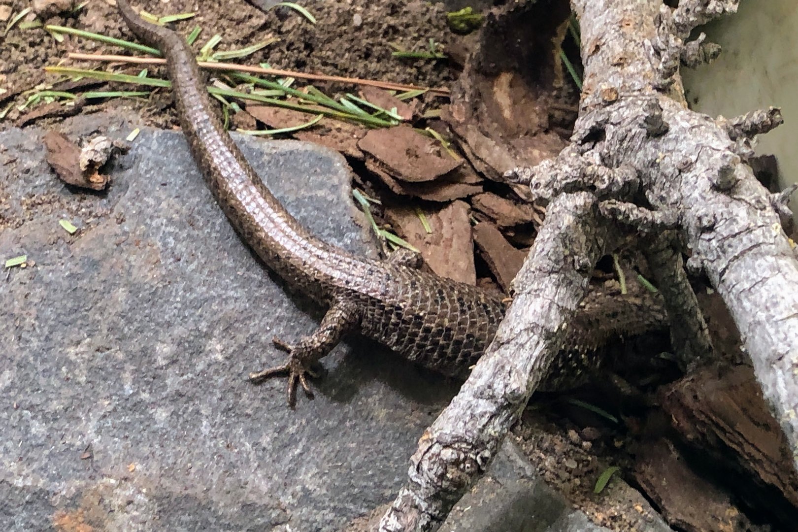 Northwestern Alligator Lizard