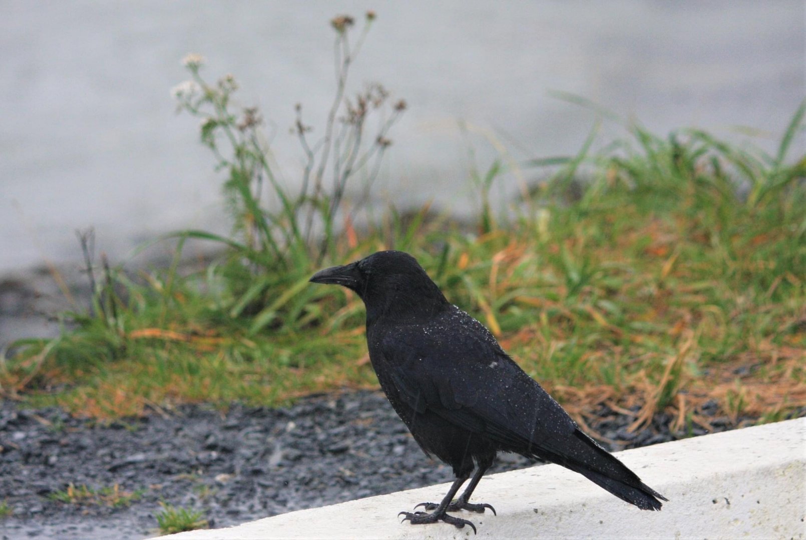 Northwestern (American) Crow.  Alaska.