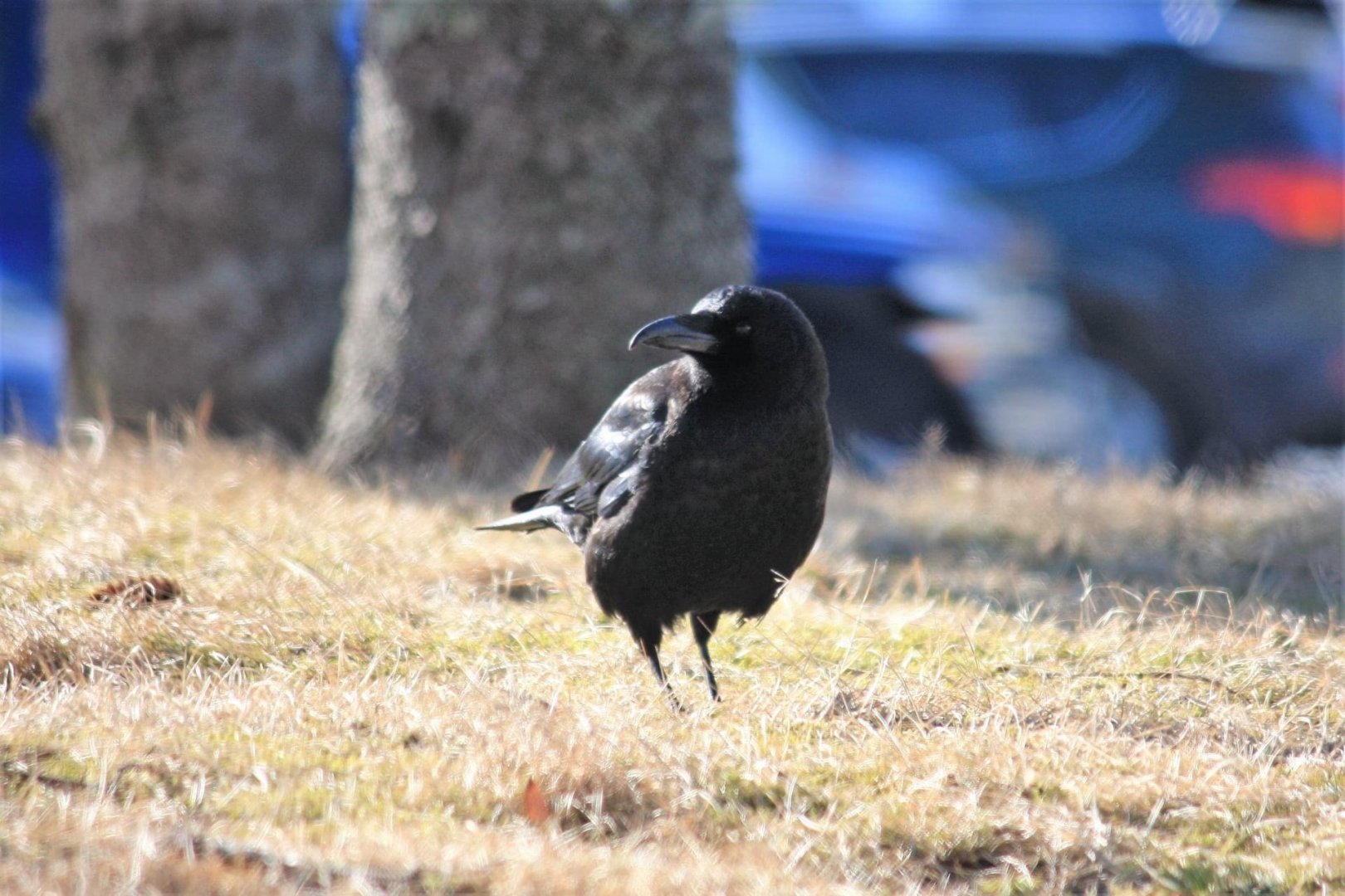 Northwestern American Crow - Alaska