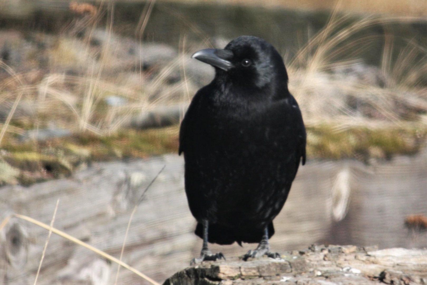 Northwestern/American Crow - Alaska