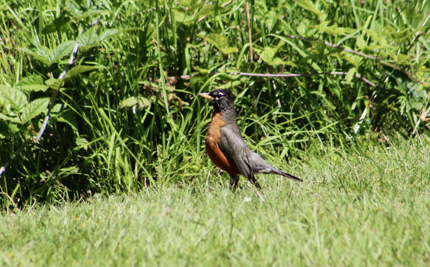 Northwestern American Robin (Turdus migratorius caurinus) - wild