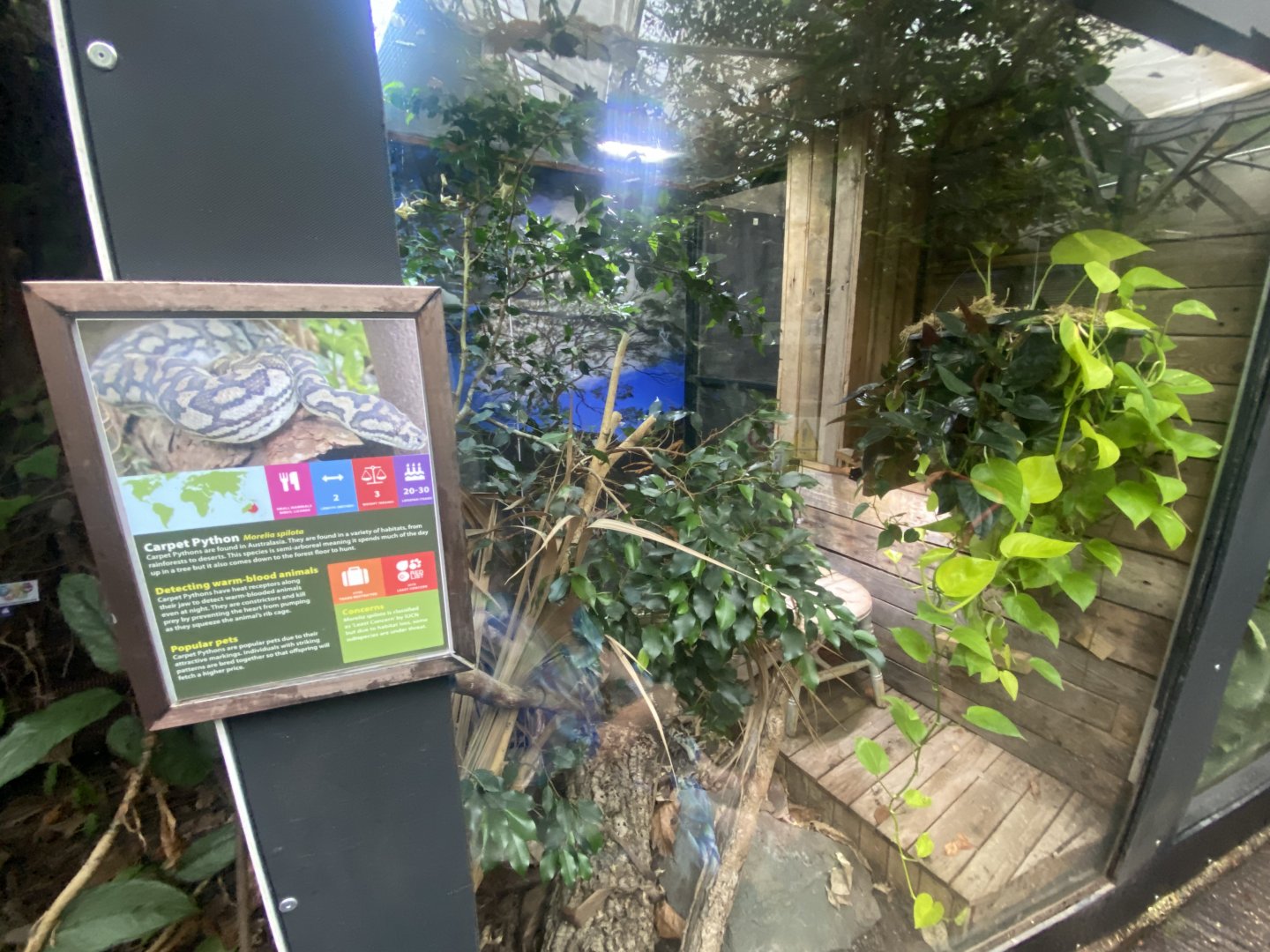 Northwestern carpet python exhibit 050924