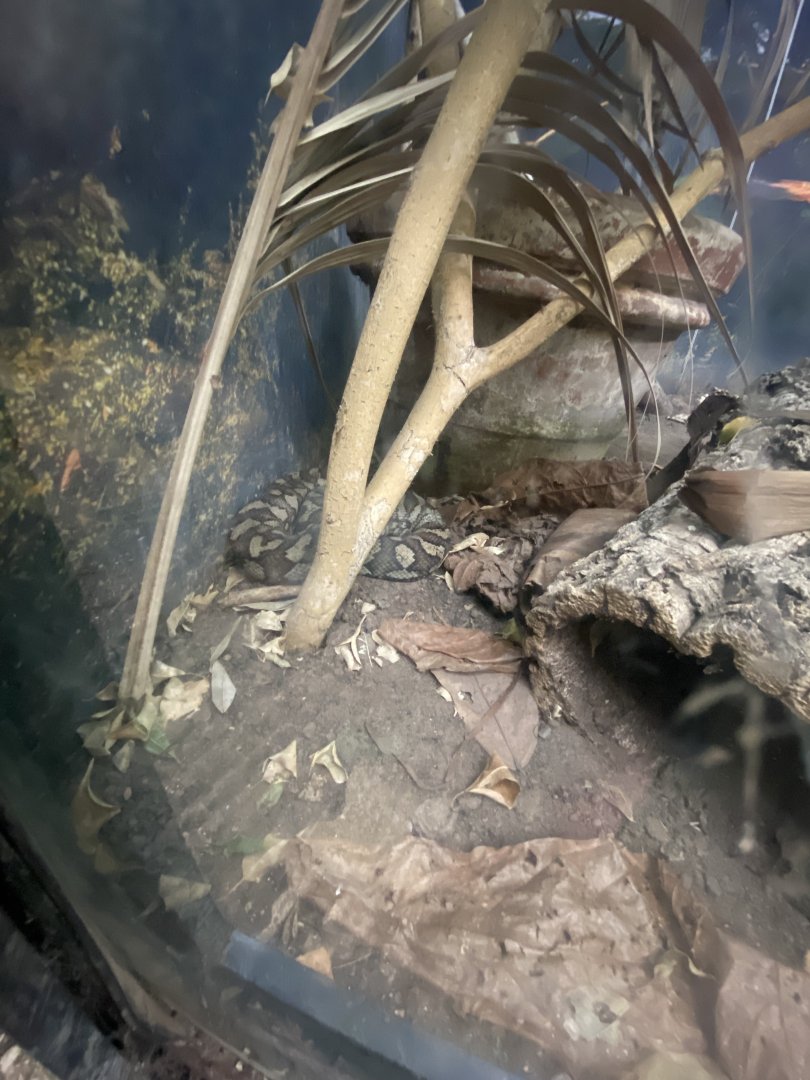 Northwestern carpet python exhibit 050924