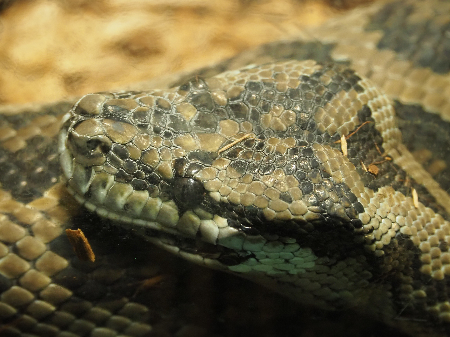 Northwestern carpet python (Morelia spilota variegata), 2019-12-30