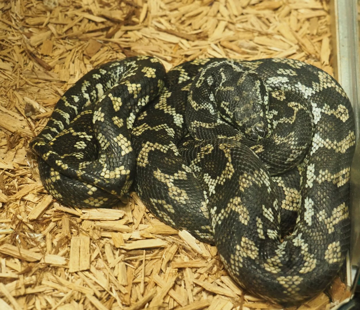 Northwestern Carpet Python (Morelia spilota variegata), 2020-05-24