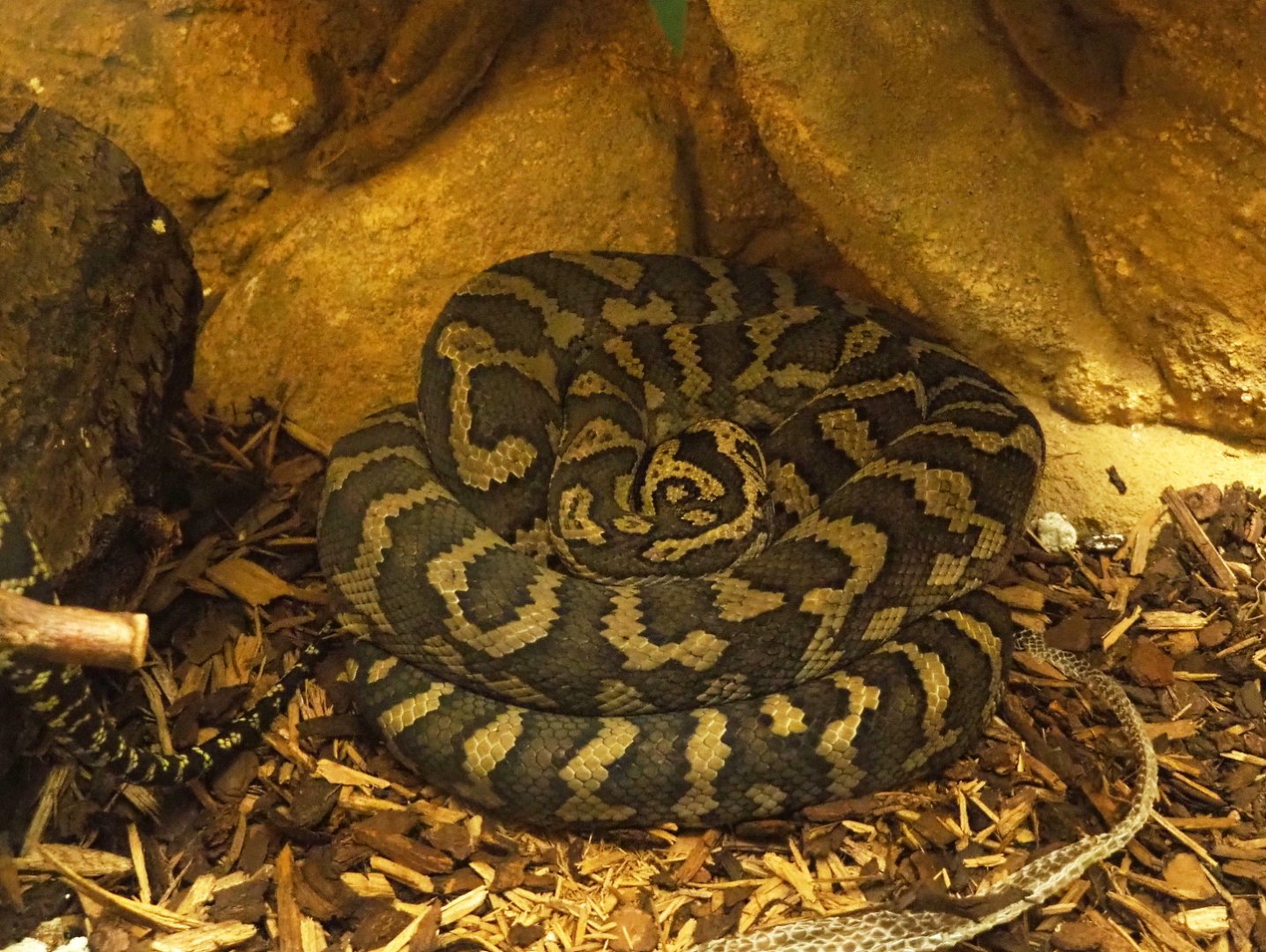 Northwestern carpet python (Morelia spilota variegata), 2021-07-17