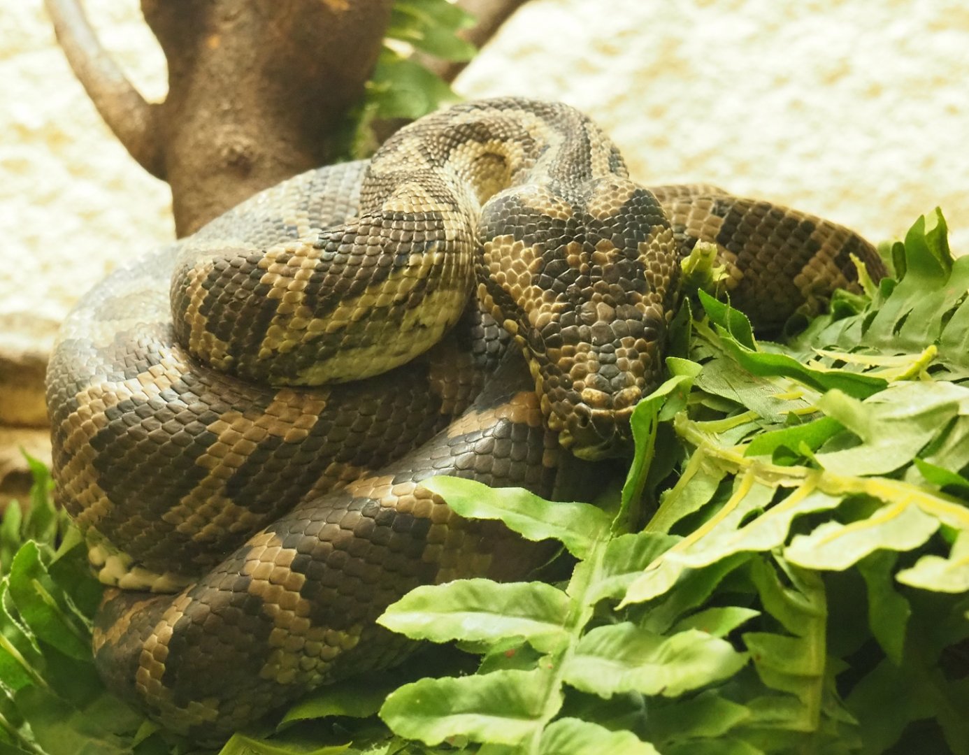 Northwestern carpet python (Morelia spilota variegata), 2023-07-02