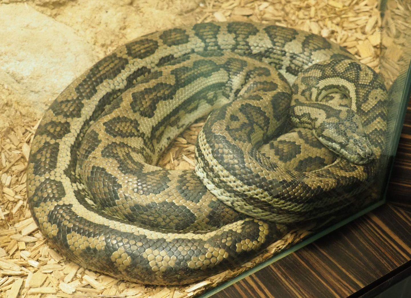 Northwestern carpet python (Morelia spilota variegata), Feb 27th, 2019