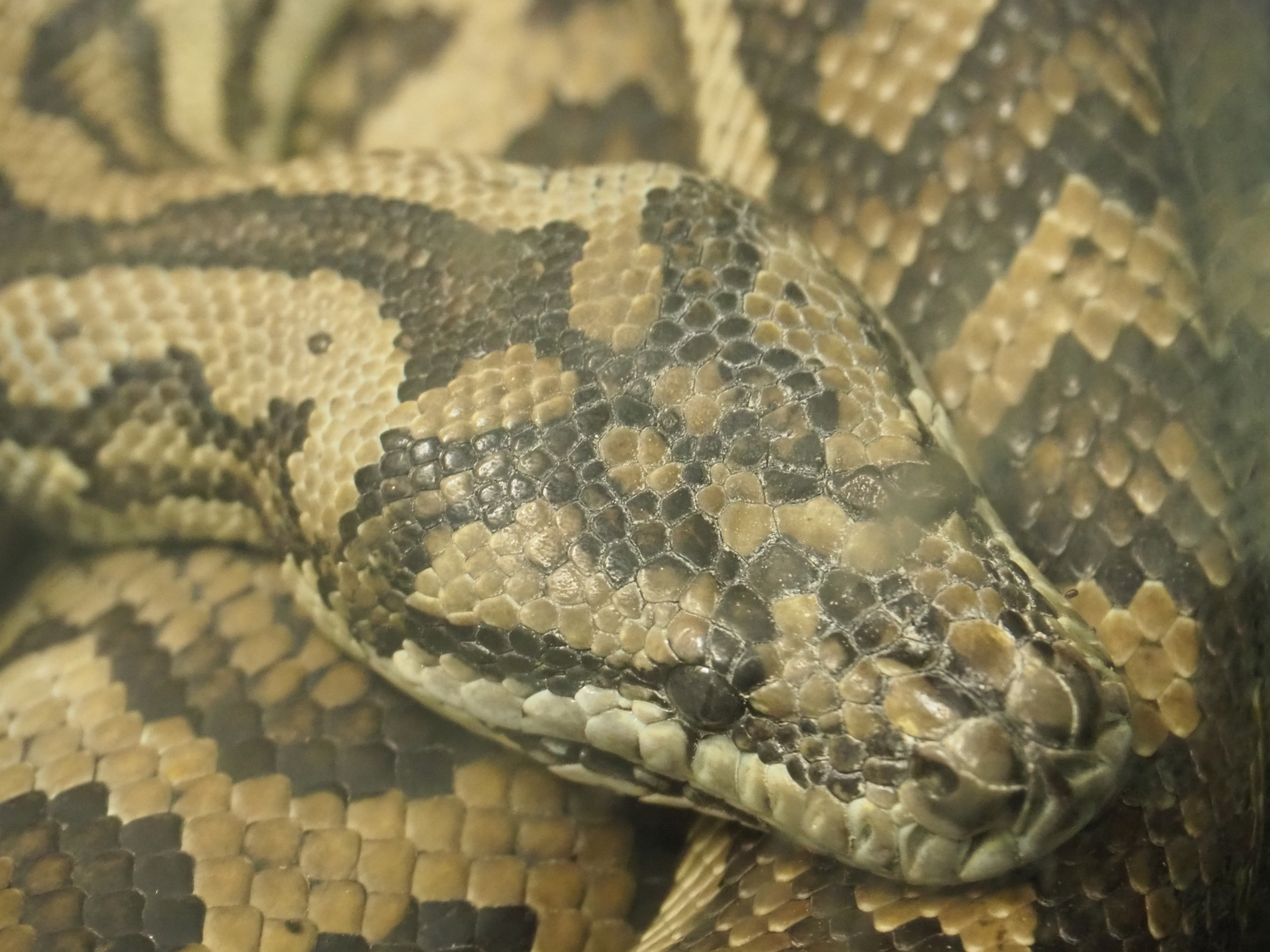 Northwestern carpet python (Morelia spilota variegata), Feb 27th, 2019