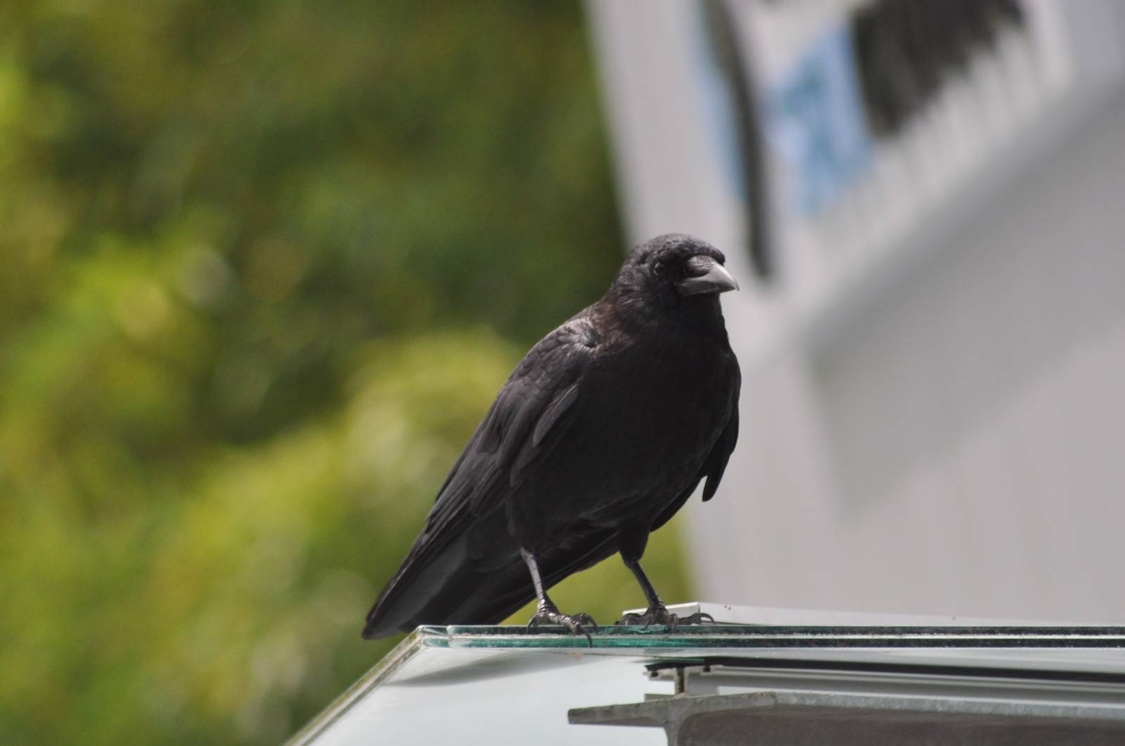 Northwestern Crow - Washington