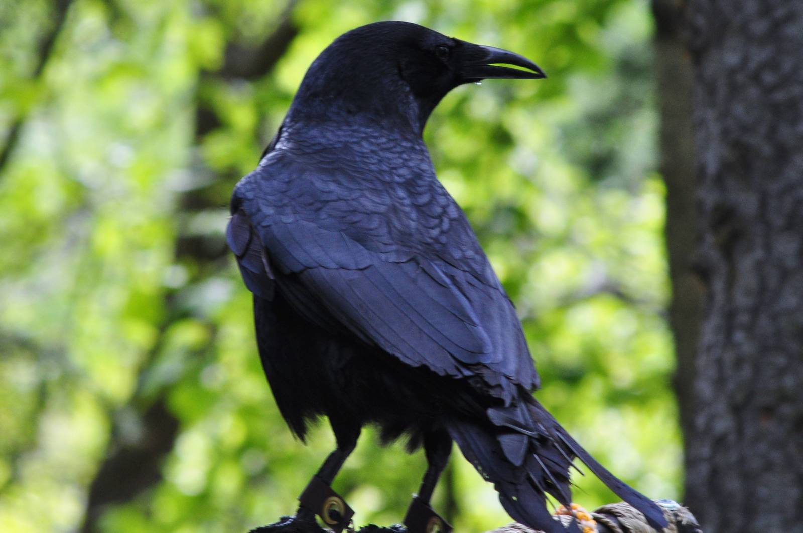 Northwestern Crow