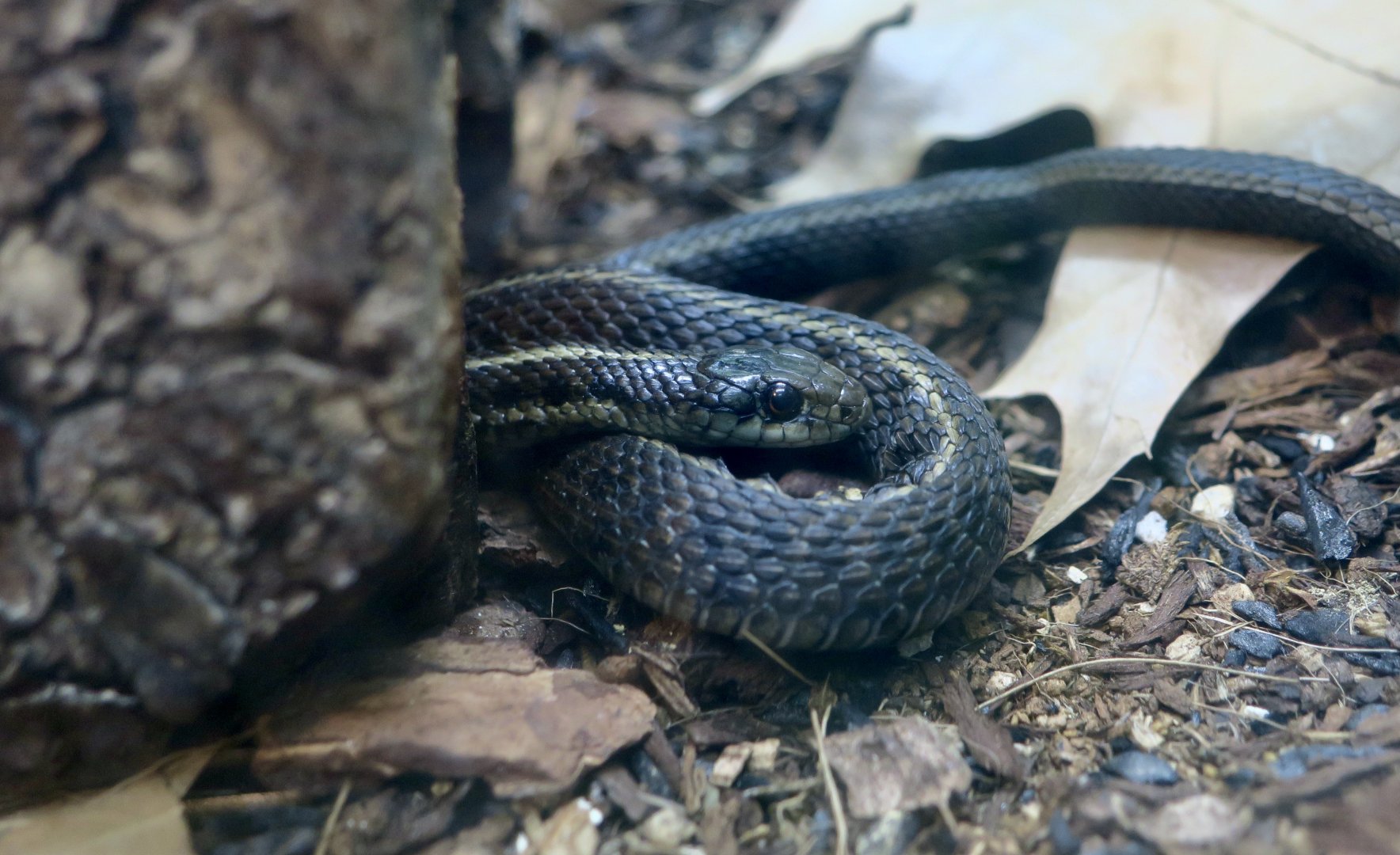 Northwestern Garter Snake (Thamnophis ordinoides)
