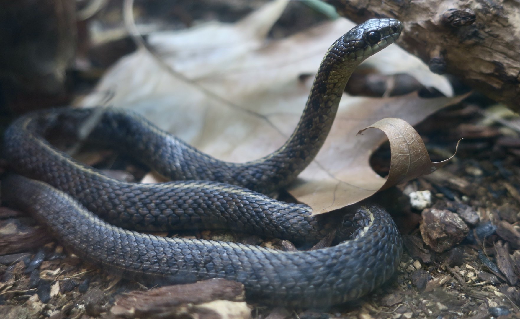 Northwestern Garter Snake (Thamnophis ordinoides)