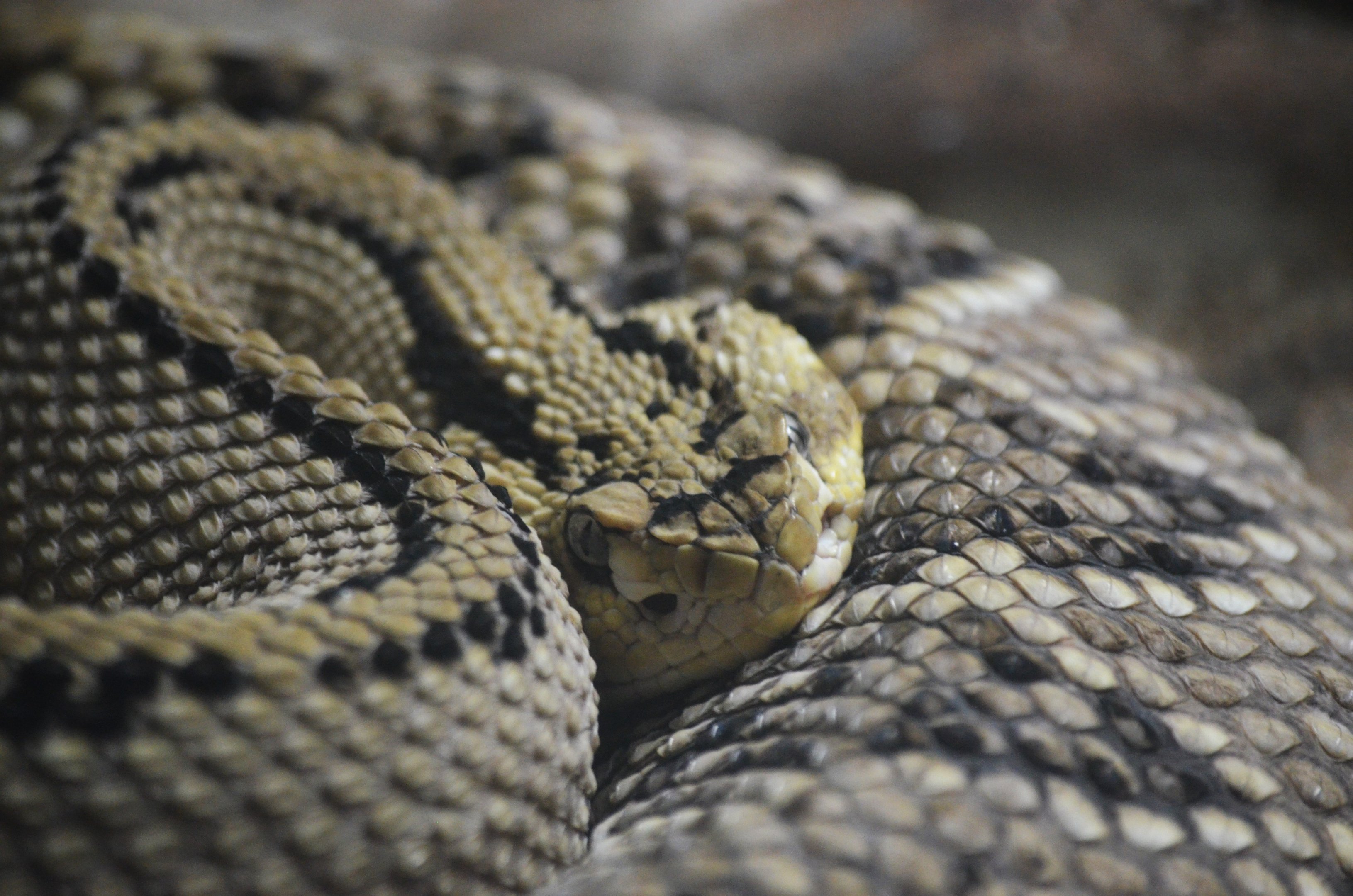 Northwestern Neotropical Rattlesnake at Cabarceno, 08/07/17