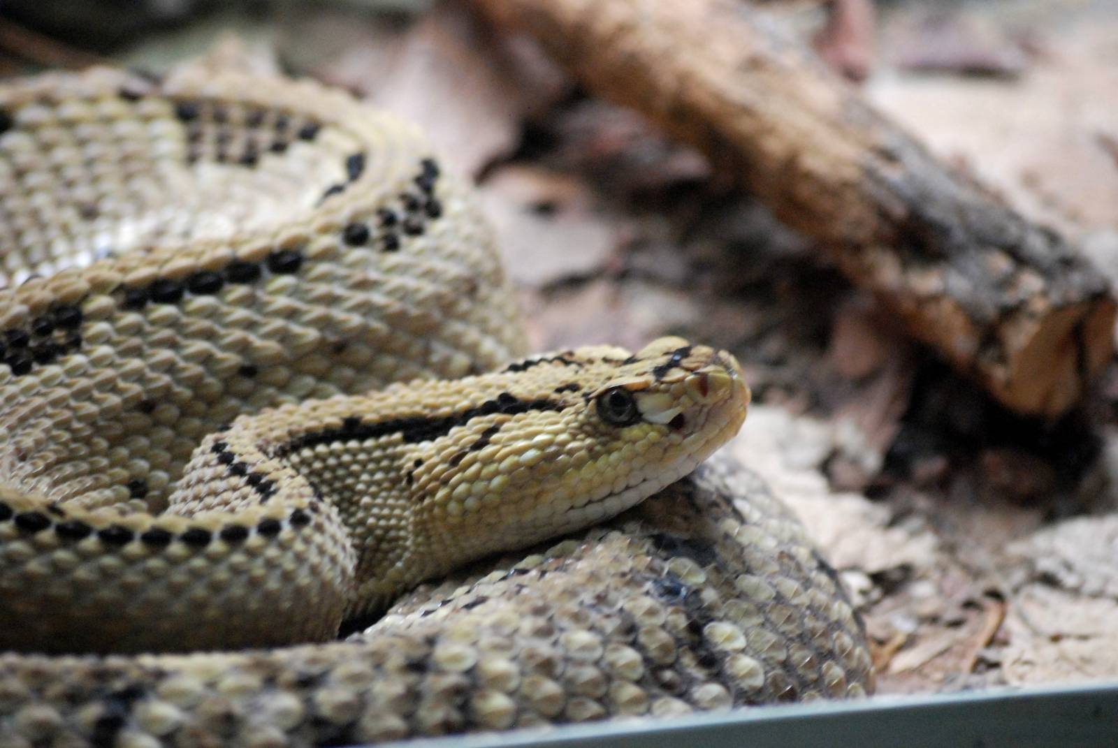 Northwestern Neotropical Rattlesnake at Cabarceno, 11/06/15