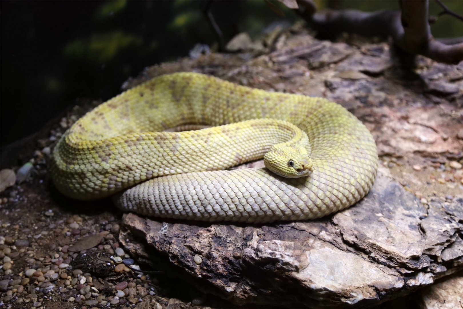 Northwestern neotropical rattlesnake ( Crotalus culminatus )