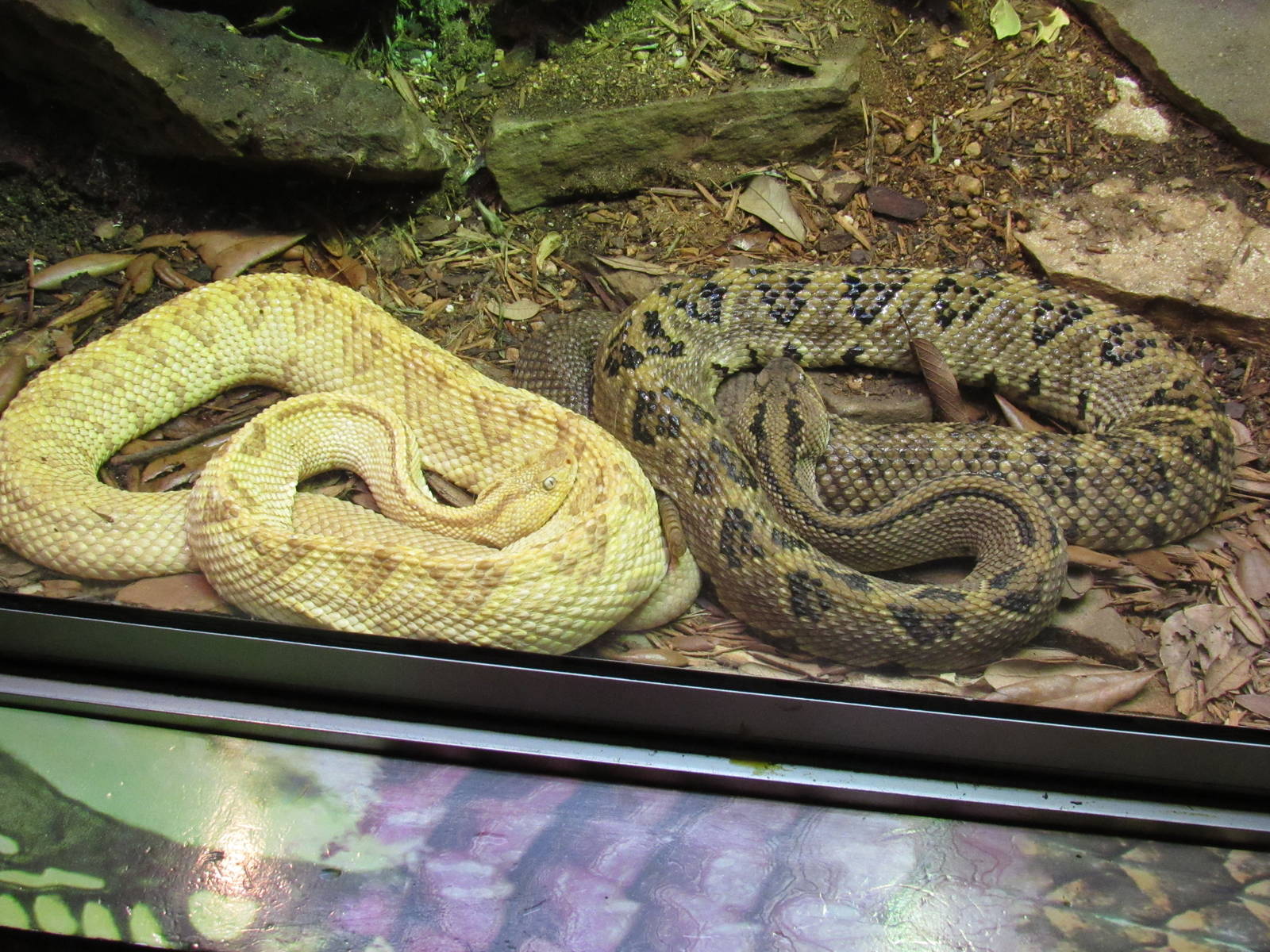 Northwestern Neotropical Rattlesnake (included albino/leuistic specimen?1