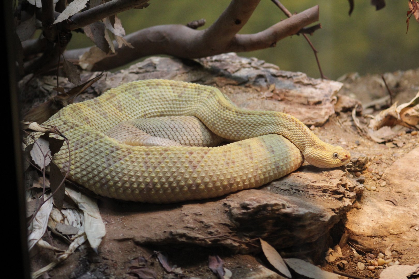 Northwestern Neotropical Rattlesnake