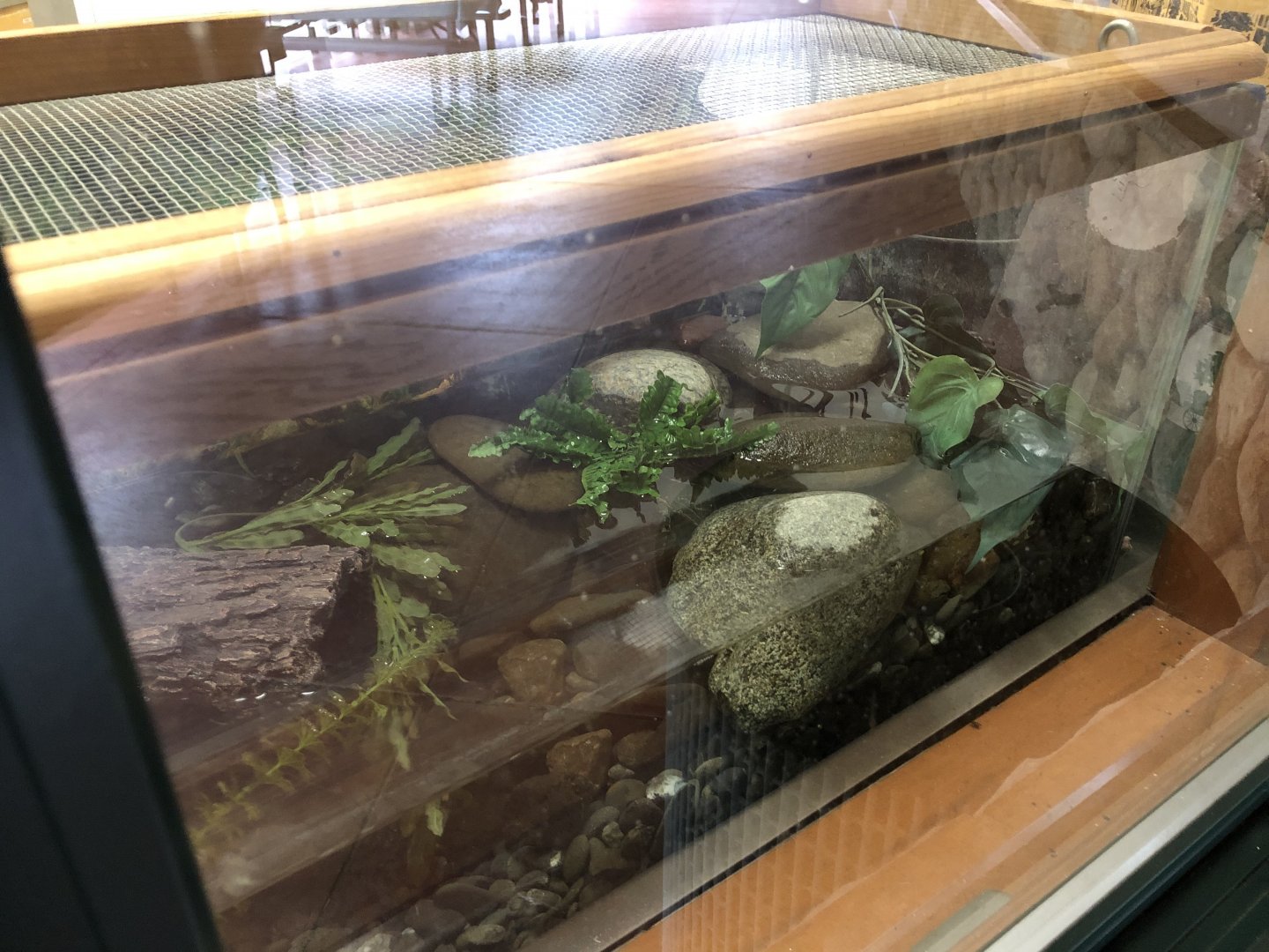 Northwestern salamander exhibit