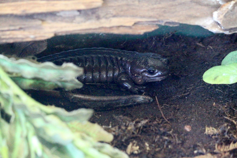 Northwestern Salamander