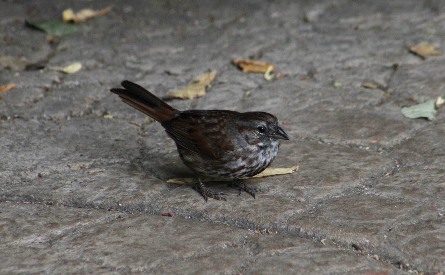 Northwestern Song Sparrow (Melospiza melodia morphna) - wild