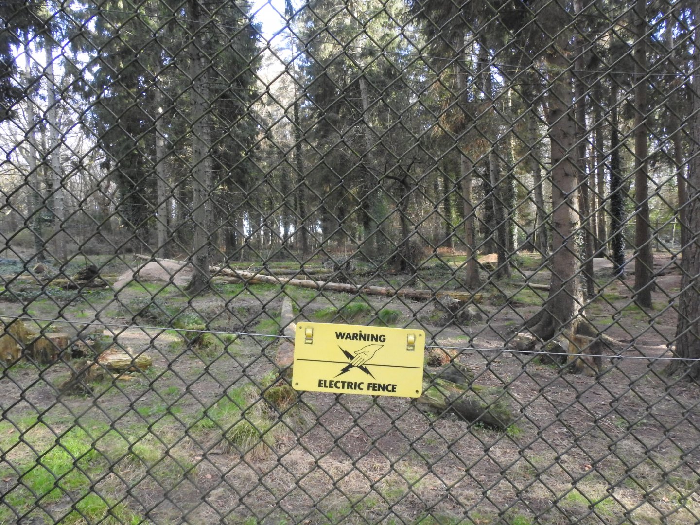 Northwestern Wolf (Canis lupus occidentalis) Enclosure