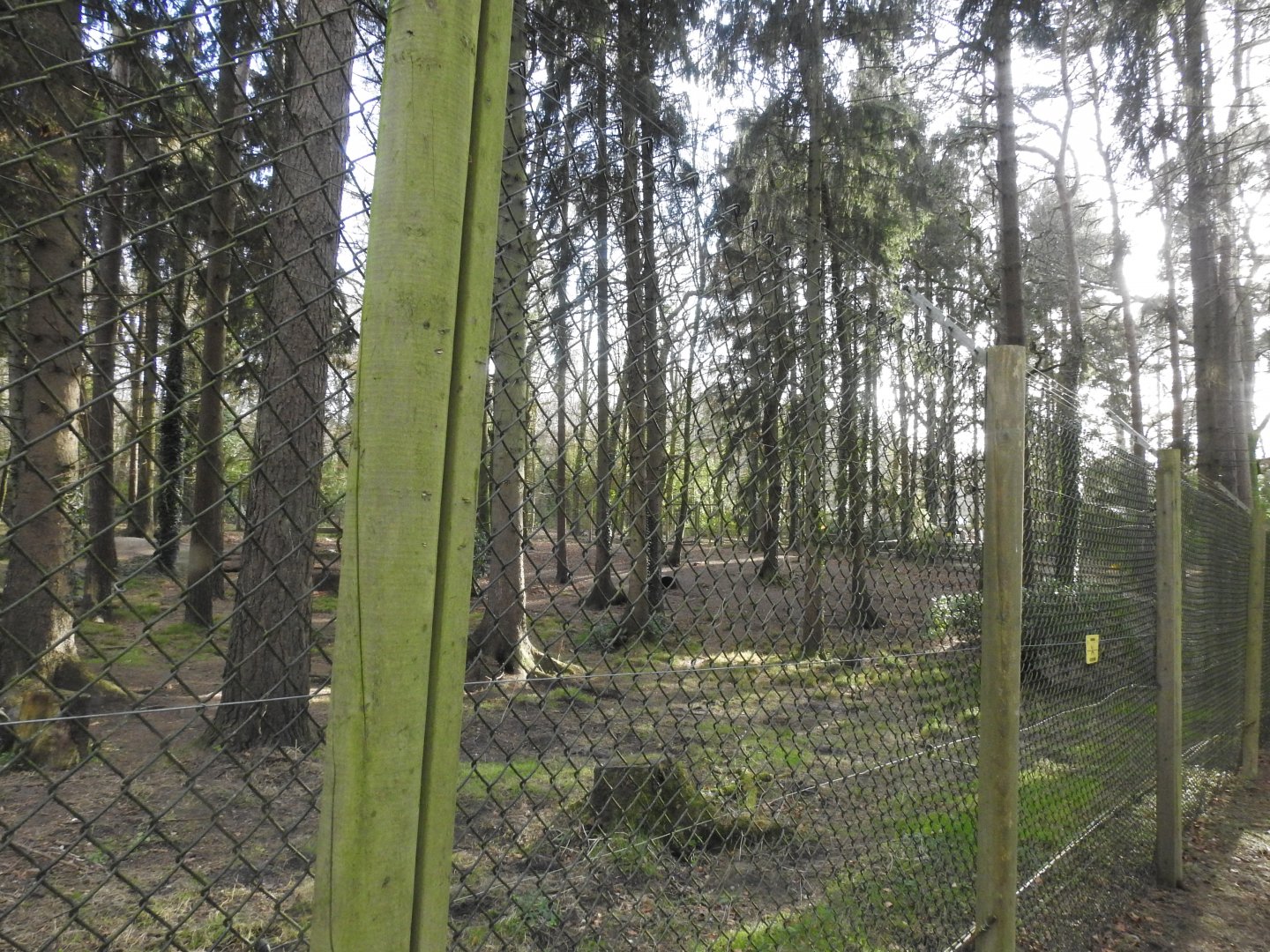 Northwestern Wolf (Canis lupus occidentalis) Enclosure