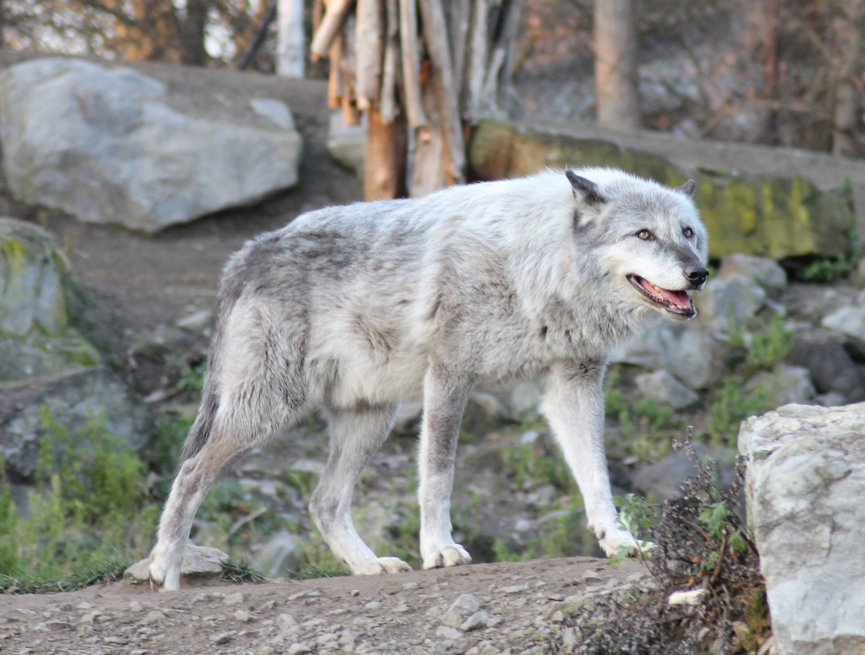 Northwestern wolf (Canis lupus occidentalis) - "Yukon Bay"