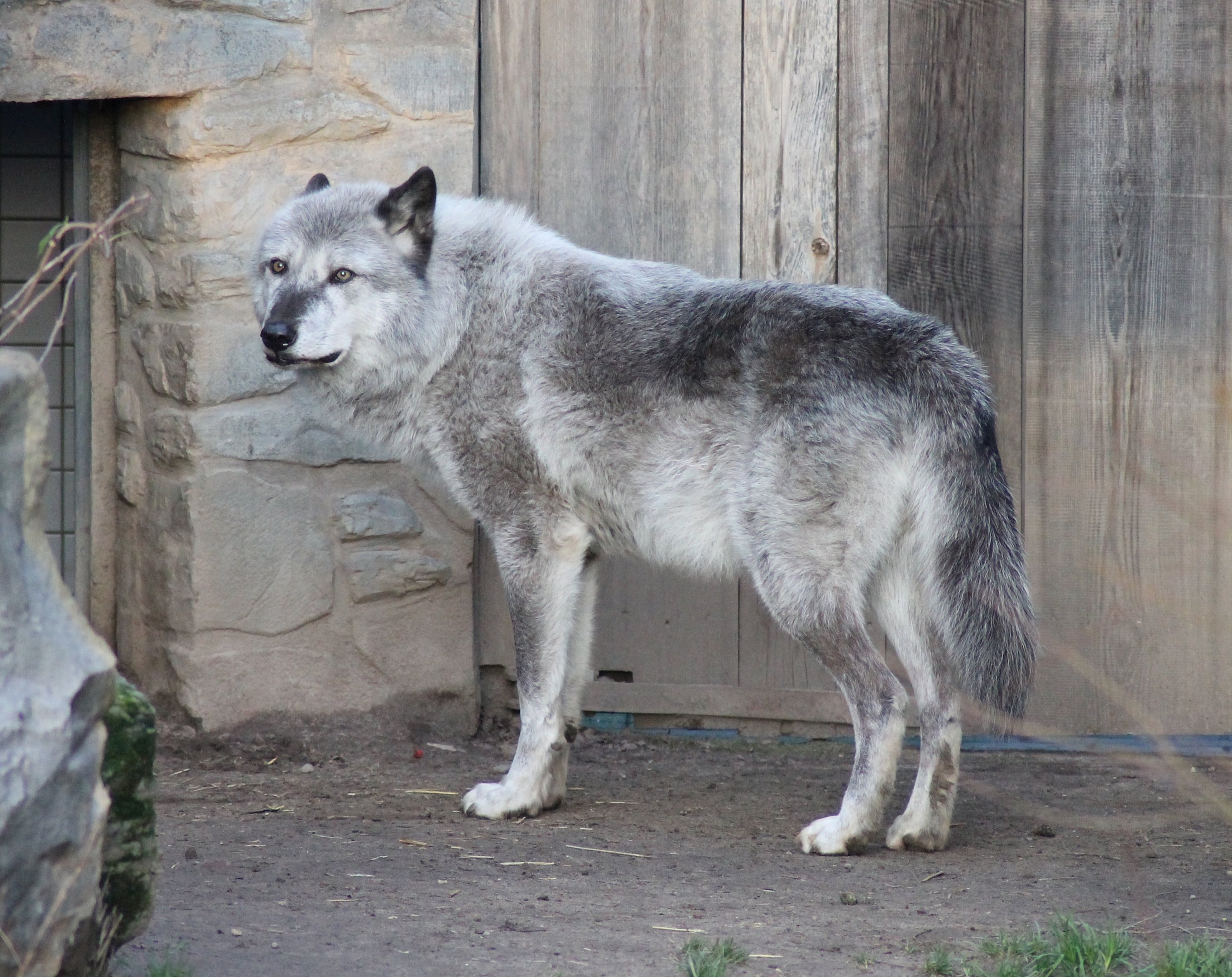 Northwestern wolf (Canis lupus occidentalis) - "Yukon Bay"