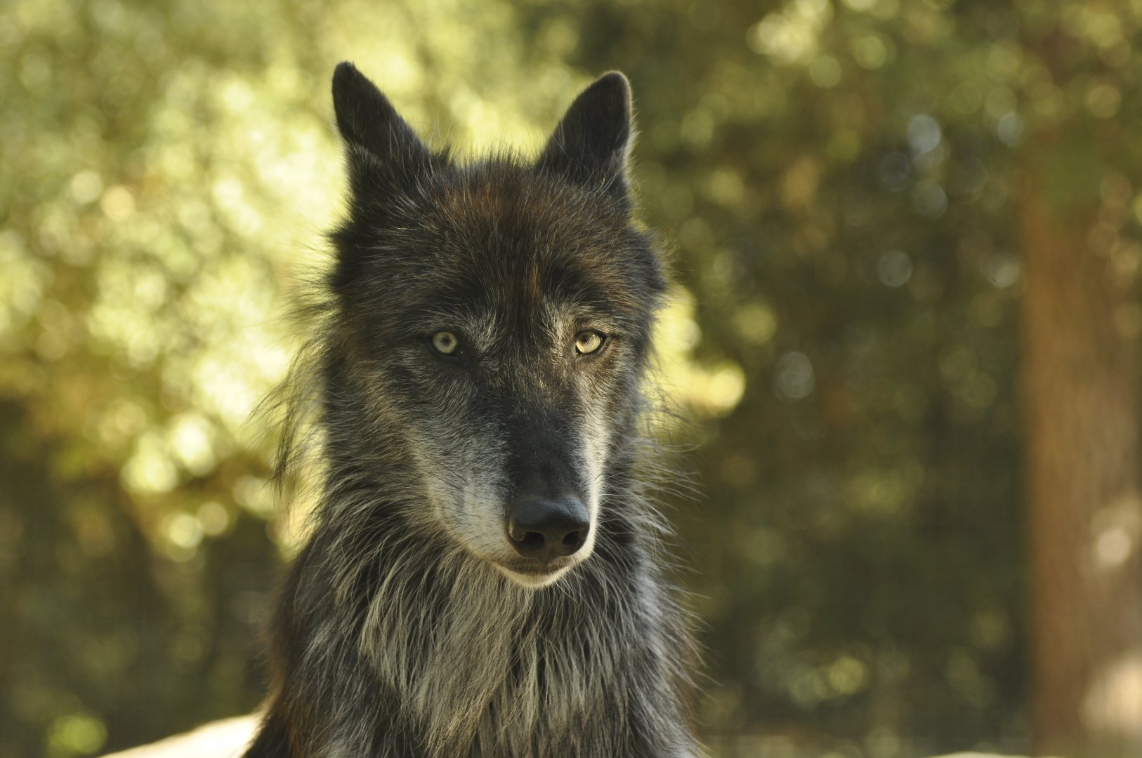 Northwestern wolf (Canis lupus occidentalis)