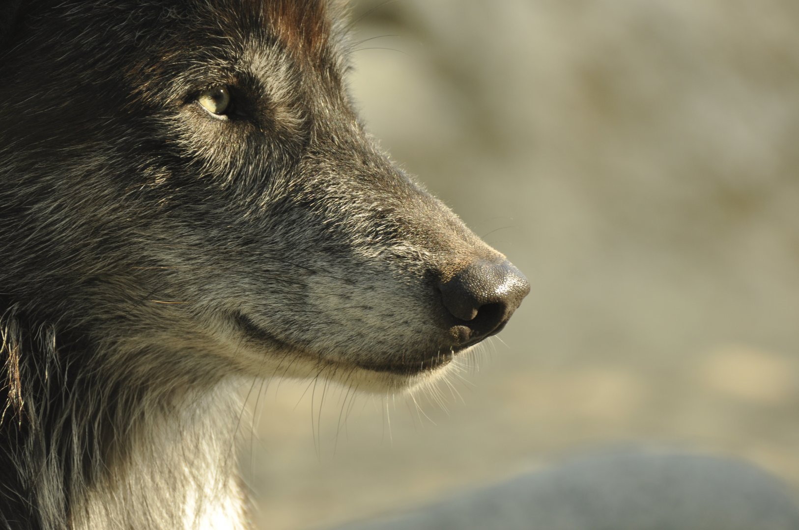 Northwestern wolf (Canis lupus occidentalis)