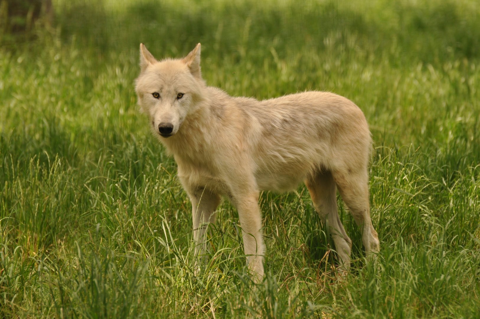Northwestern wolf (Canis lupus occidentalis)