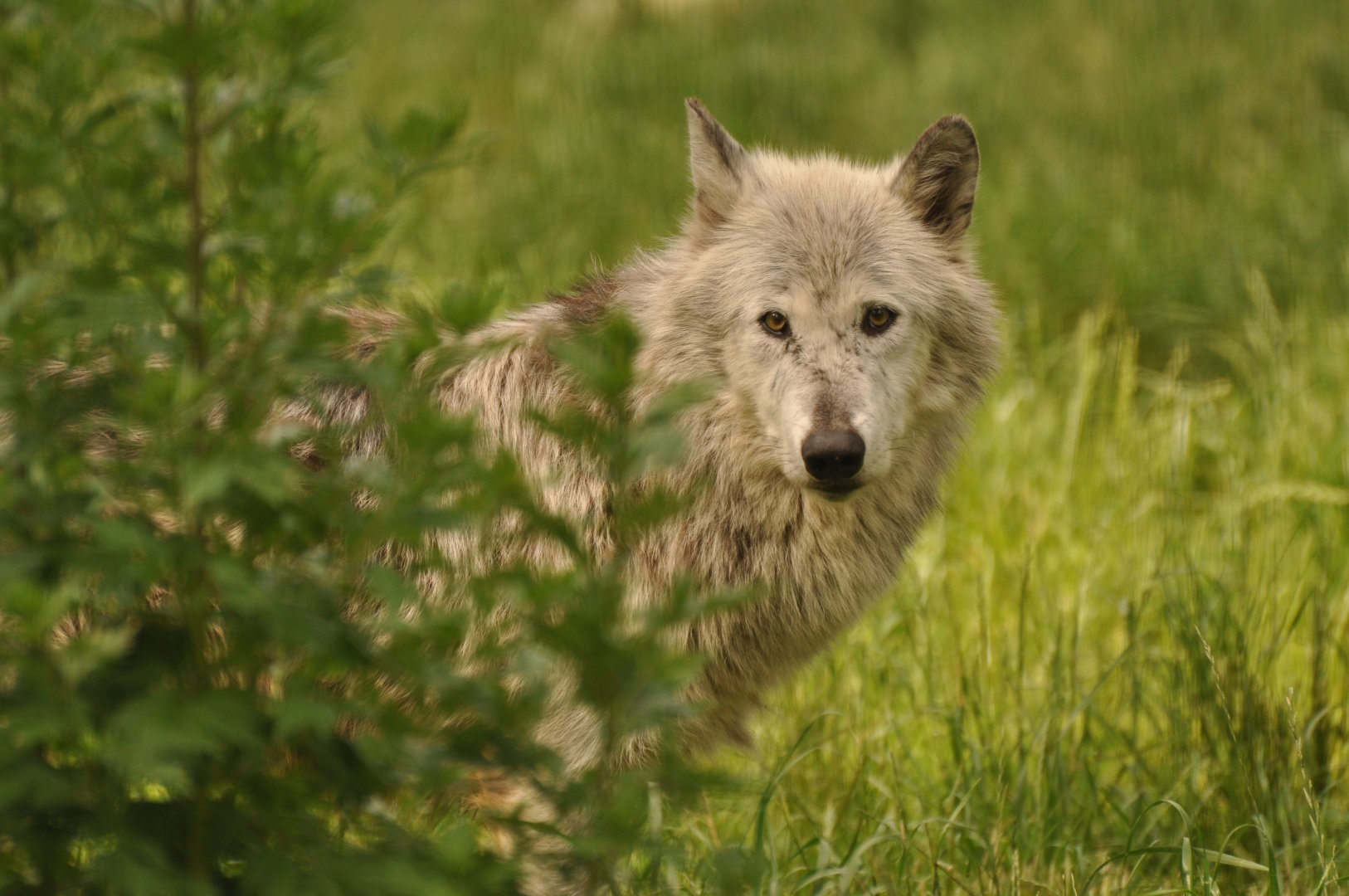 Northwestern wolf (Canis lupus occidentalis)