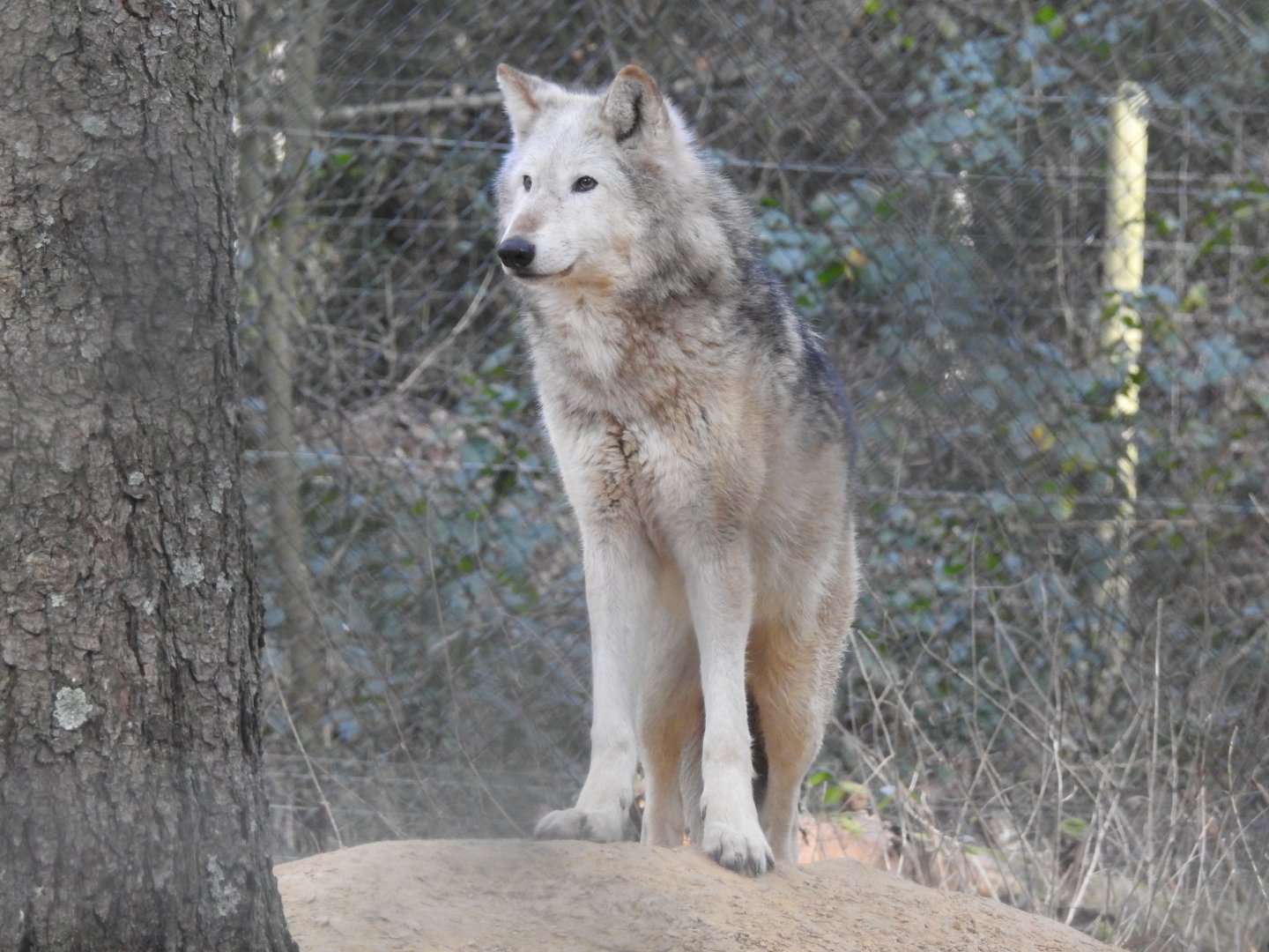 Northwestern Wolf (Canis lupus occidentalis)